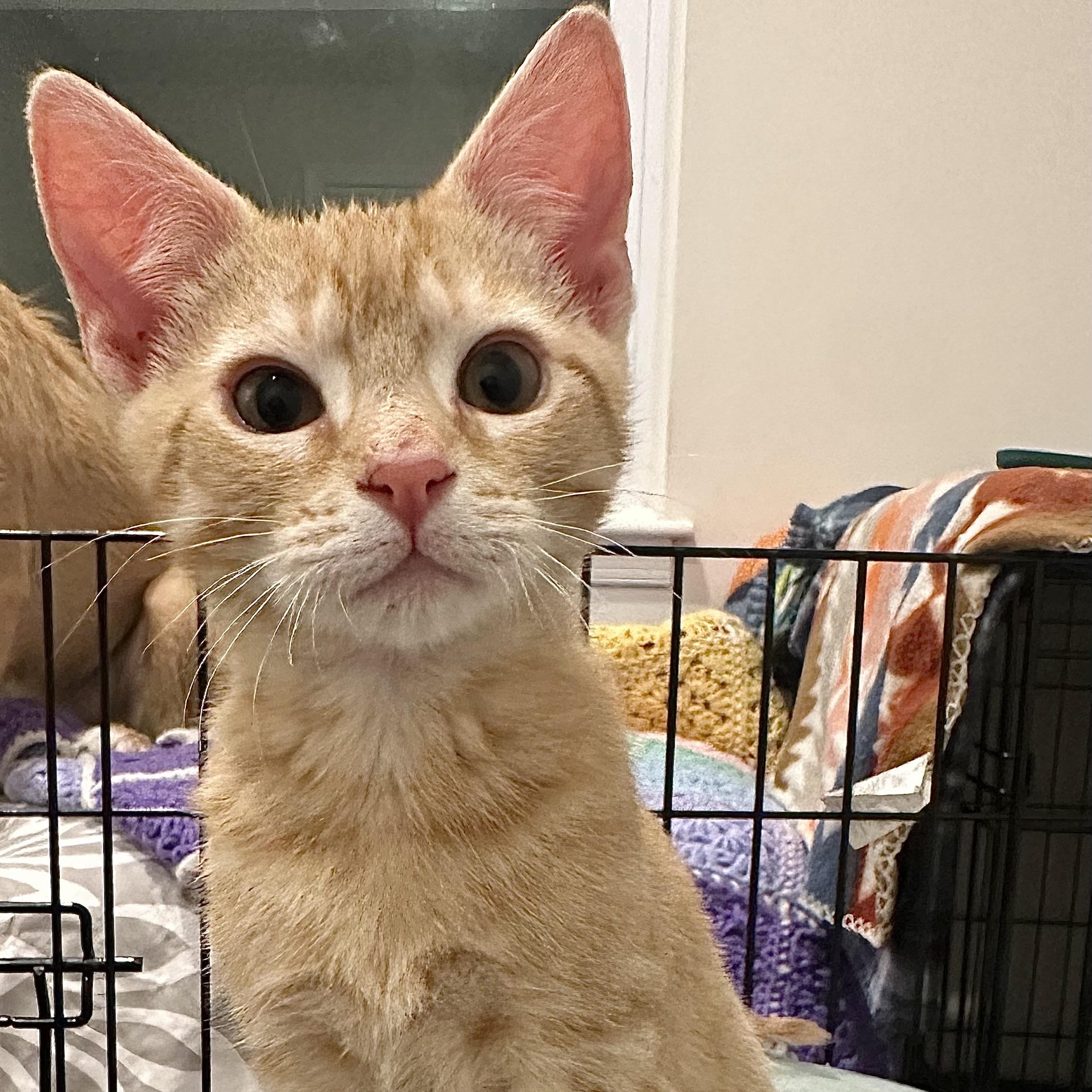 Enlarge Mango, an adopted Domestic Short Hair in Pleasantville, NJ image 3/3