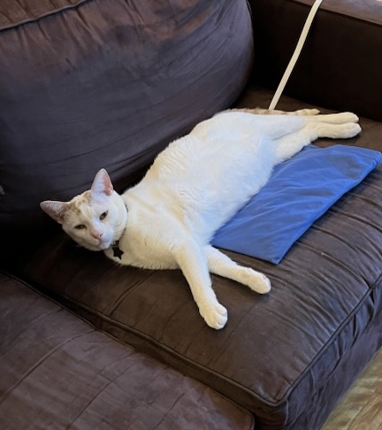 Avery, a Adoptable Domestic Short Hair in New York, NY image 4/4