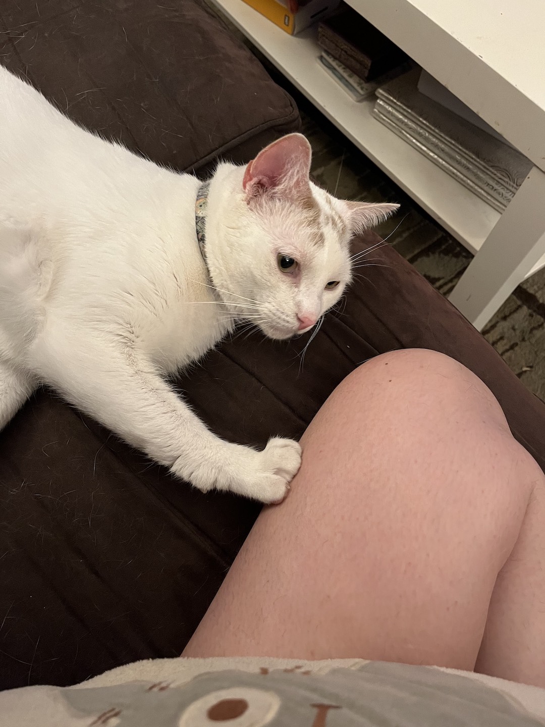 Avery, a Adoptable Domestic Short Hair in New York, NY image 1/4