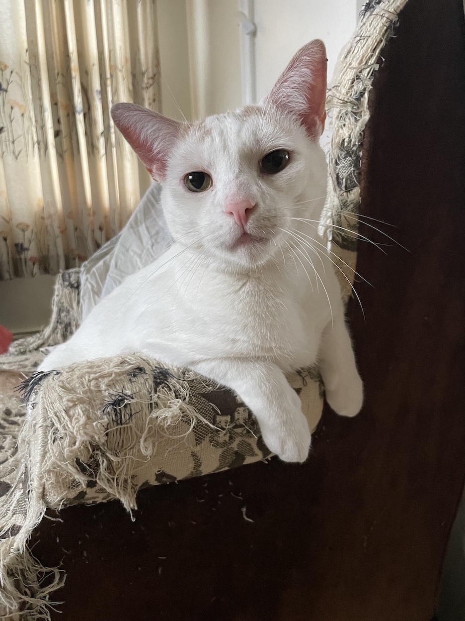 Avery, a Adoptable Domestic Short Hair in New York, NY image 3/4