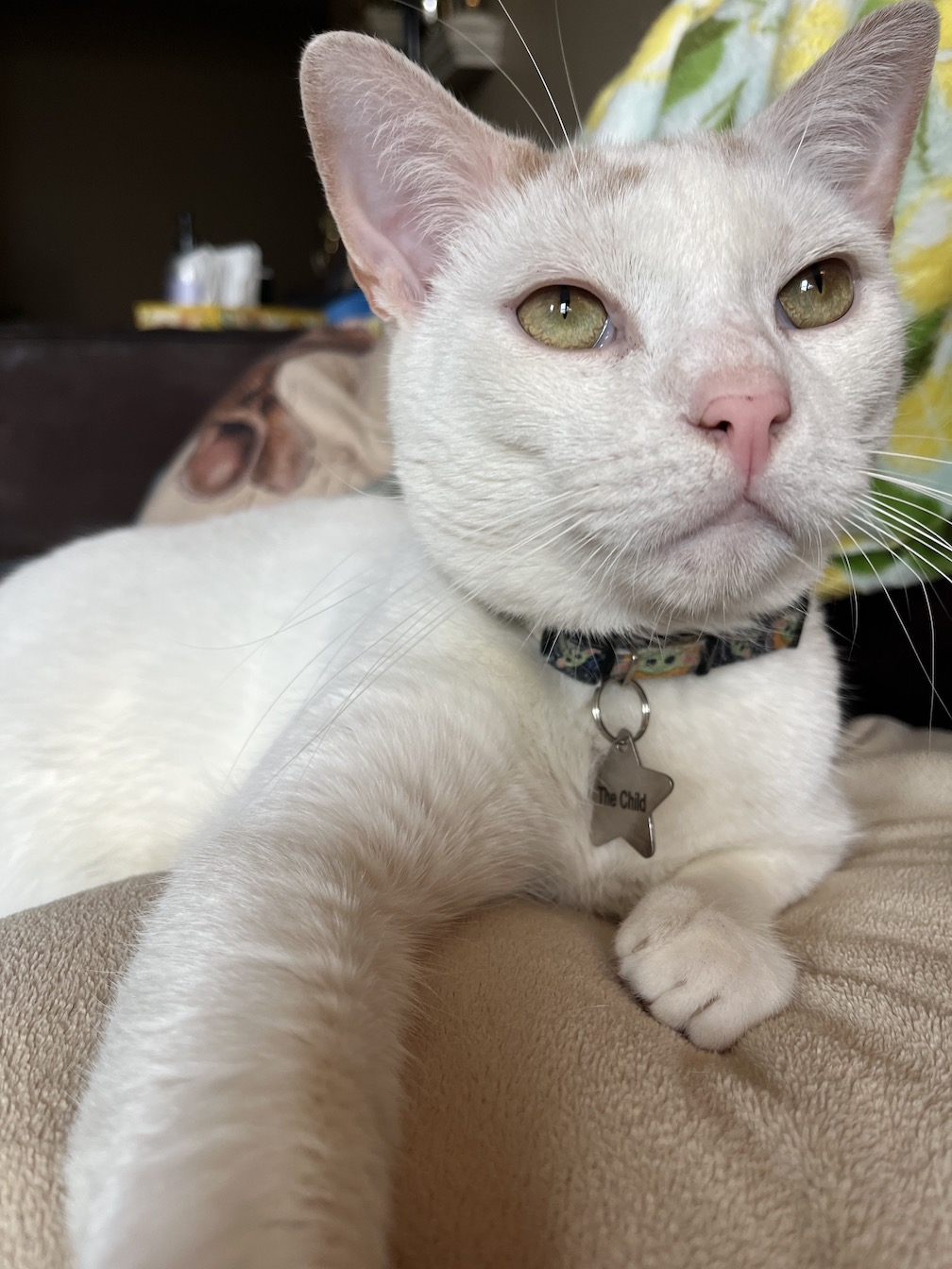 Avery, a Adoptable Domestic Short Hair in New York, NY image 2/4