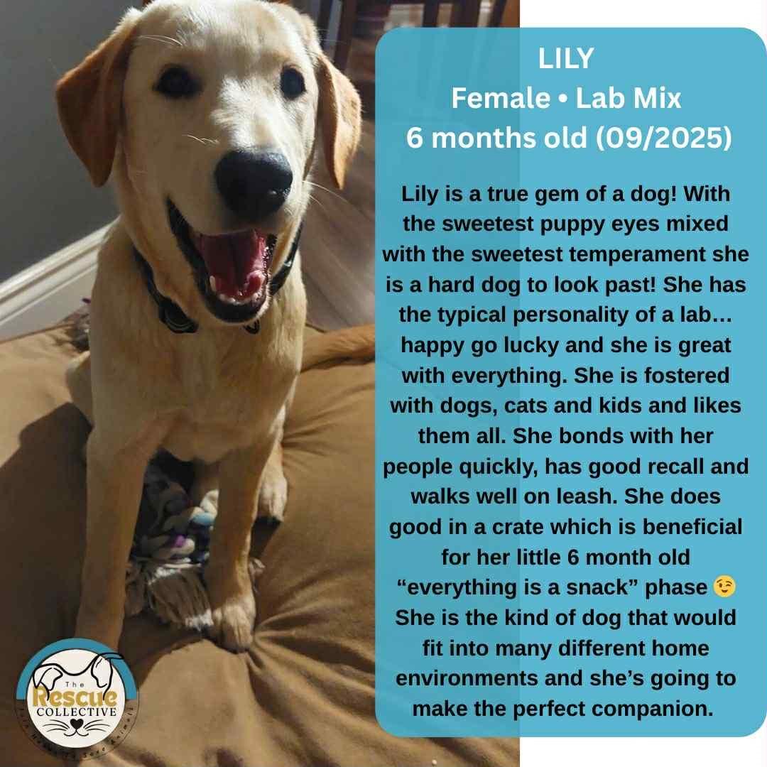 Lily, an adoptable Labrador Retriever in Clive, AB, T0C 0Y0 | Photo Image 1