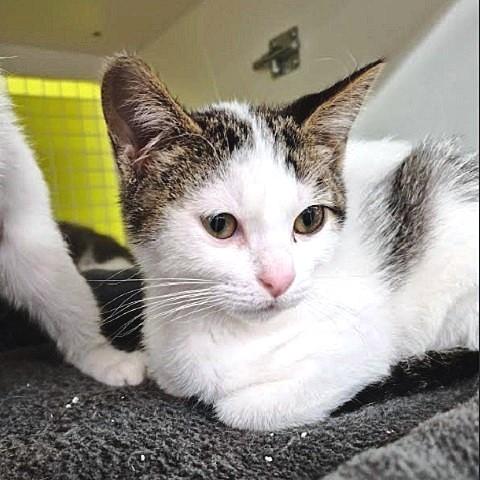 Tyler, an adoptable Domestic Short Hair in Salt Lake City, UT, 84109 | Photo Image 1