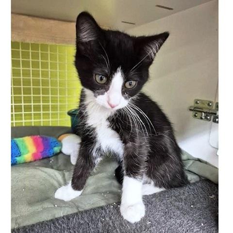 Tyler, an adoptable Domestic Short Hair in Salt Lake City, UT, 84109 | Photo Image 3