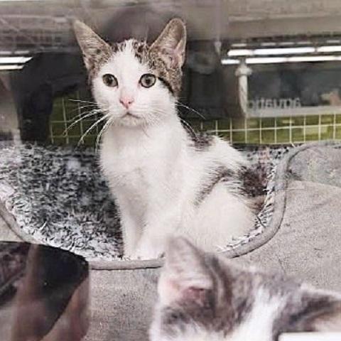 Tyler, an adoptable Domestic Short Hair in Salt Lake City, UT, 84109 | Photo Image 2