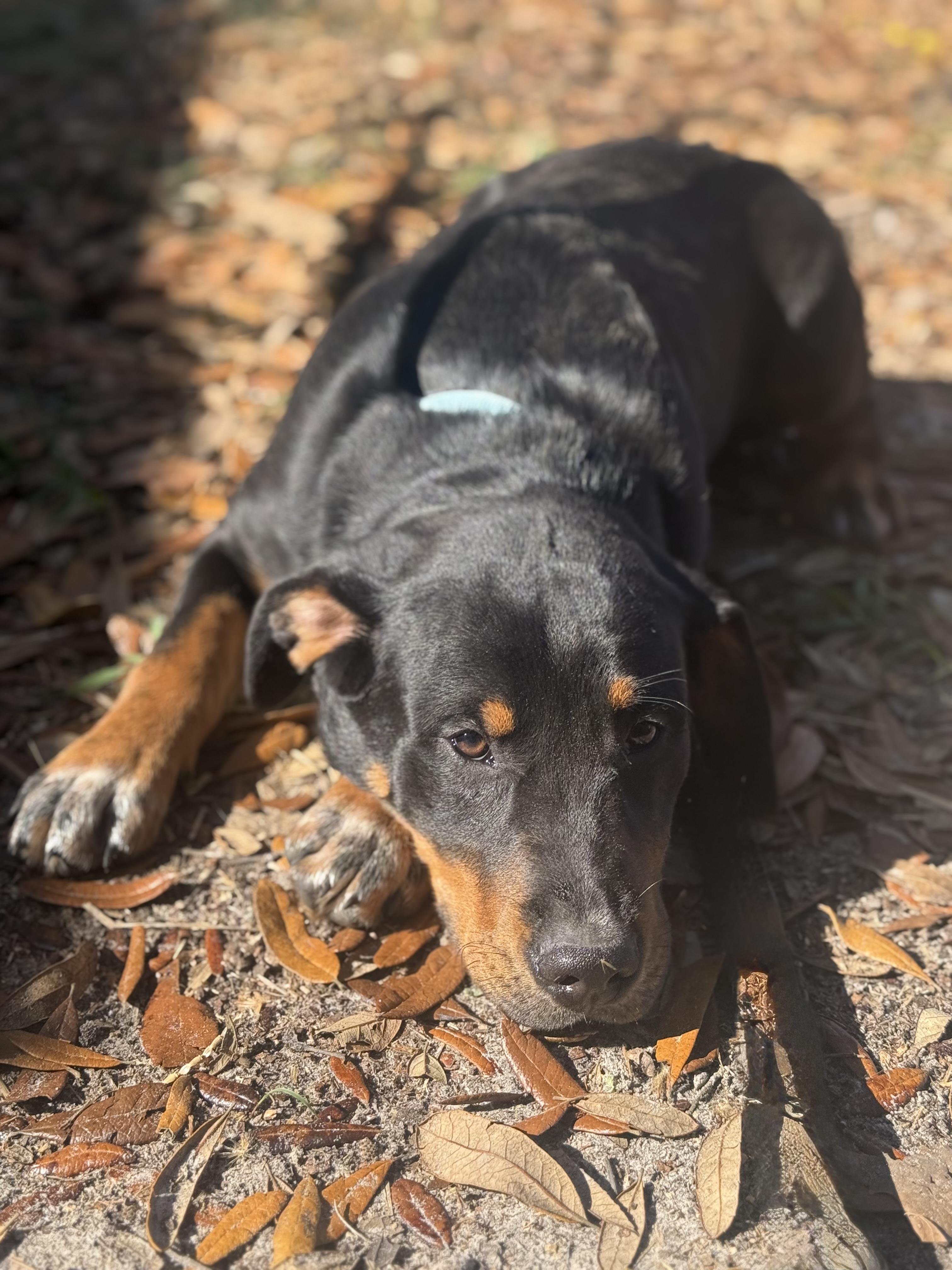 Enlarge Clint Black, a ADOPTABLE mixed breed in DELTONA, FL image 2/3