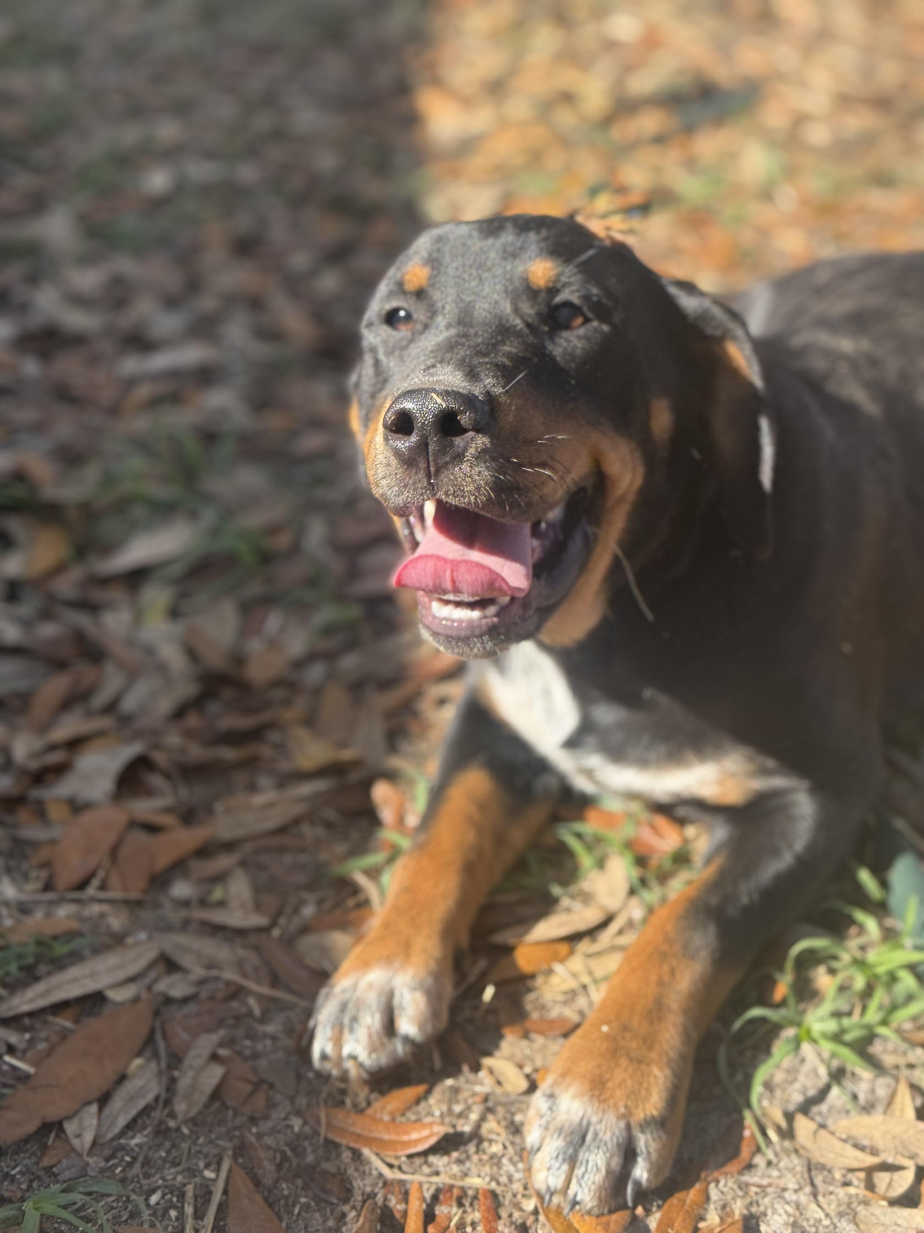 Clint Black, ADOPTABLE, Young Male Golden Retriever & Australian Cattle Dog / Blue Heeler.