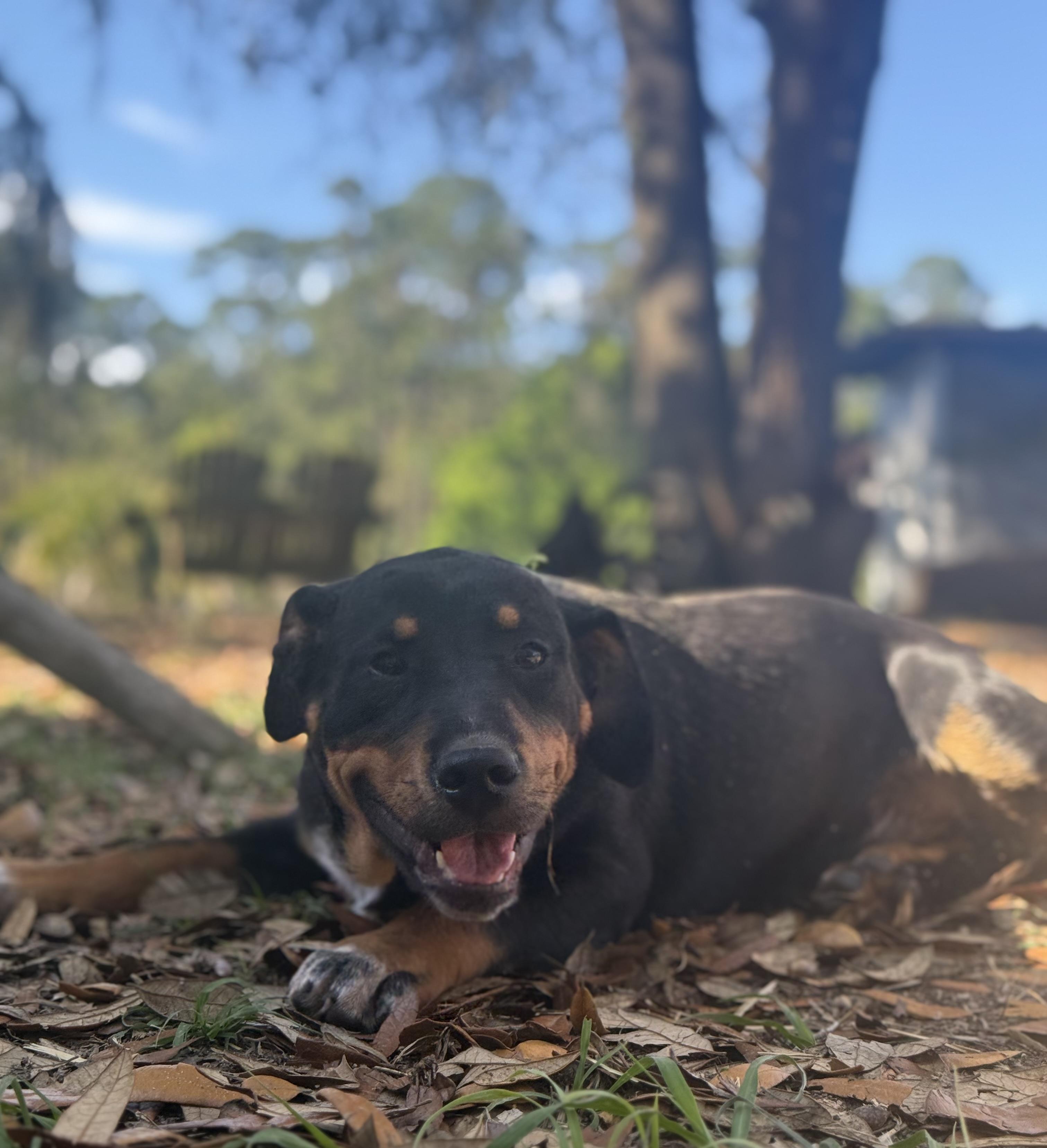 Enlarge Clint Black, a ADOPTABLE mixed breed in DELTONA, FL image 3/3