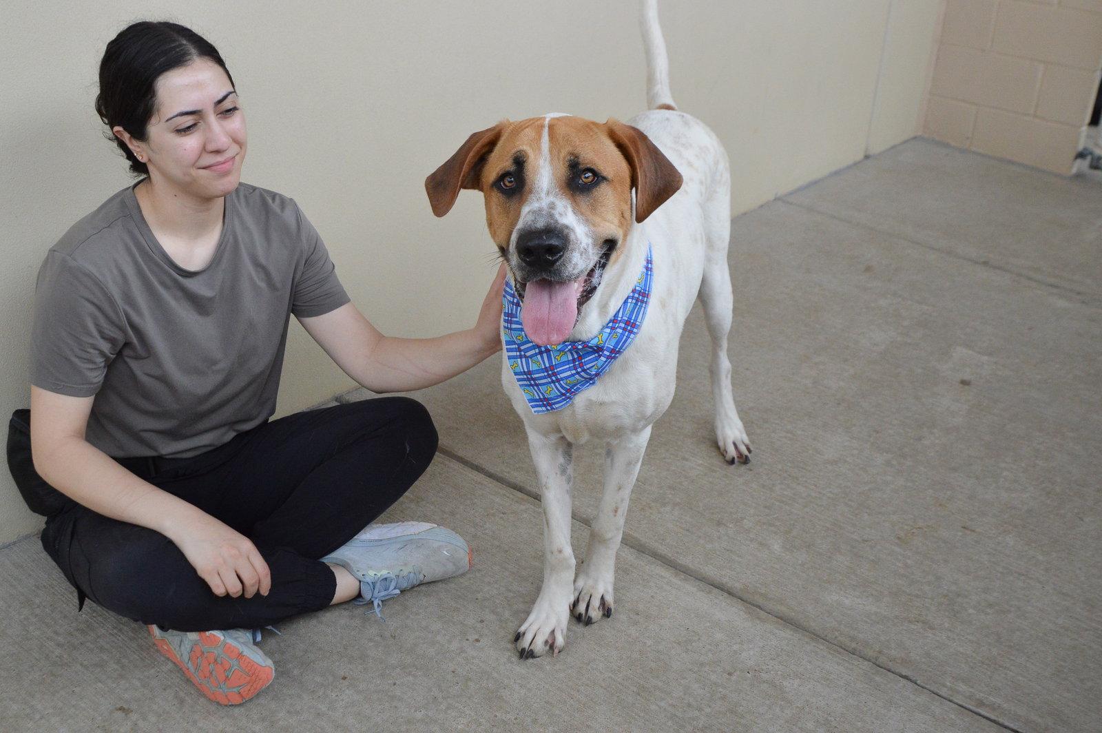 Enlarge Tarik, a Adoptable Labrador Retriever in McKinney, TX image 1/3