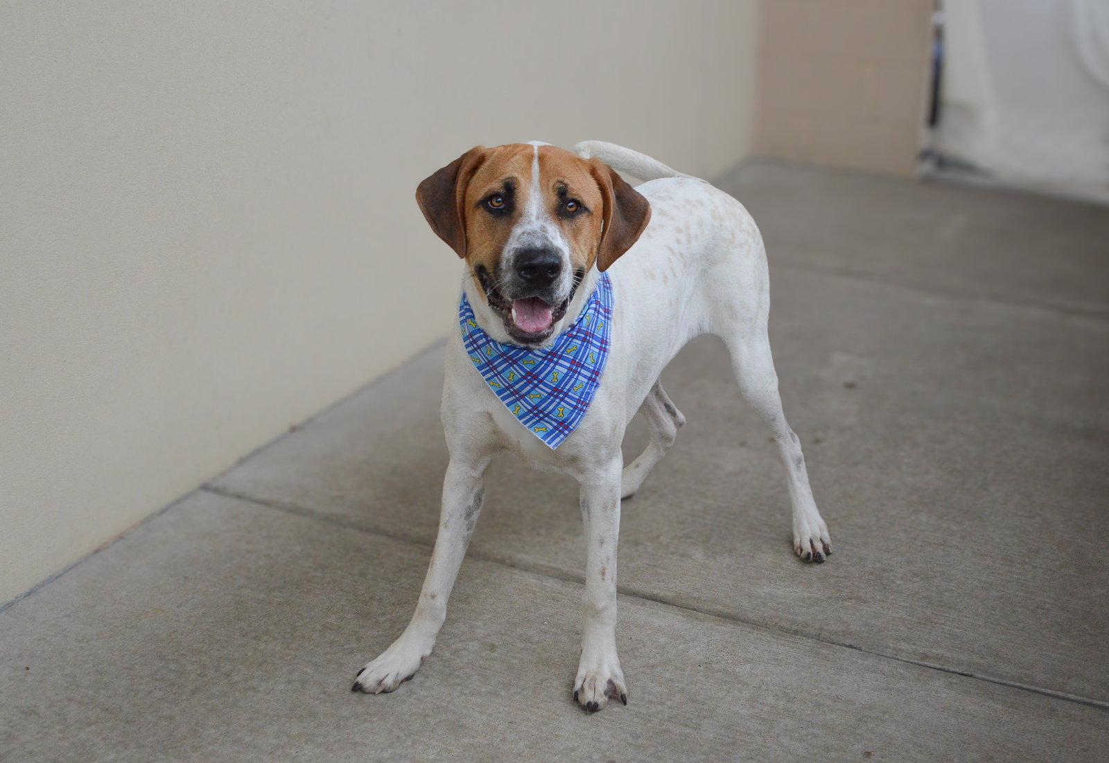 Enlarge Tarik, a Adoptable Labrador Retriever in McKinney, TX image 2/3