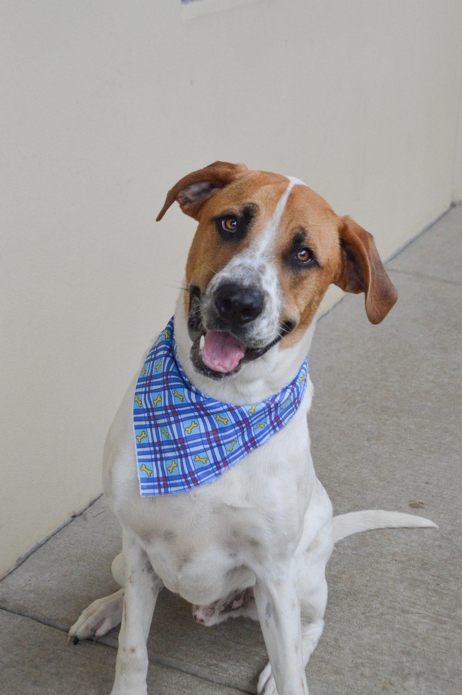 Enlarge Tarik, a Adoptable Labrador Retriever in McKinney, TX image 3/3