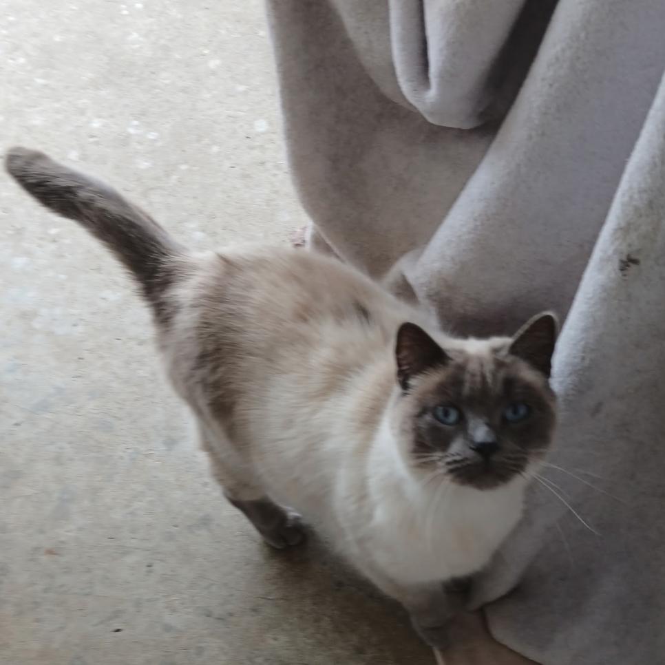 Enlarge Pudding, an adopted Domestic Short Hair in Mokena, IL image 1/4