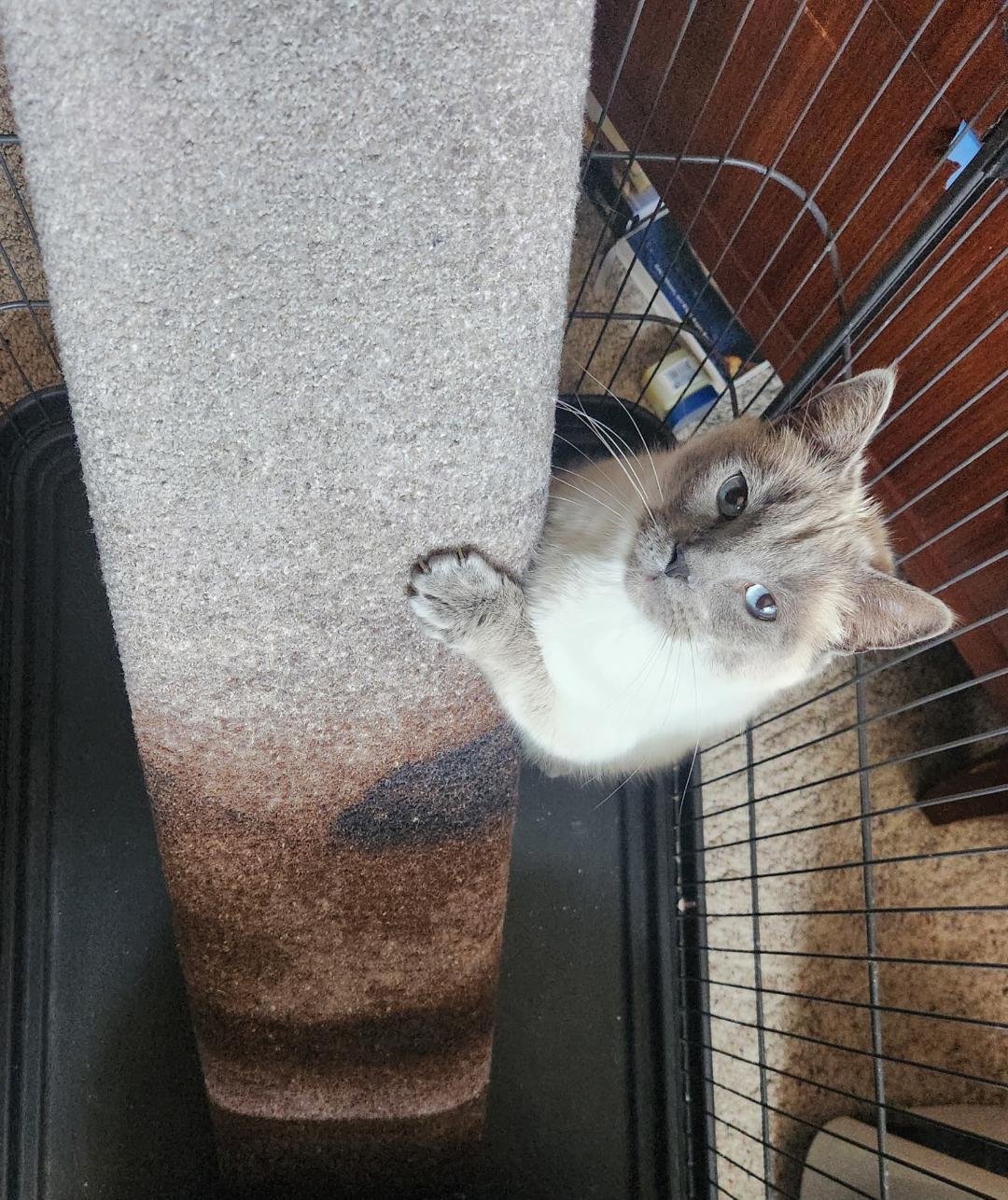 Enlarge Pudding, an adopted Domestic Short Hair in Mokena, IL image 2/4