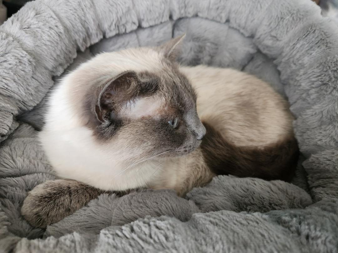 Enlarge Pudding, an adopted Domestic Short Hair in Mokena, IL image 4/4