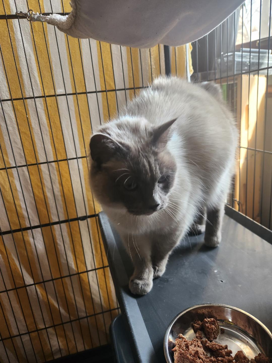 Enlarge Pudding, an adopted Domestic Short Hair in Mokena, IL image 3/4