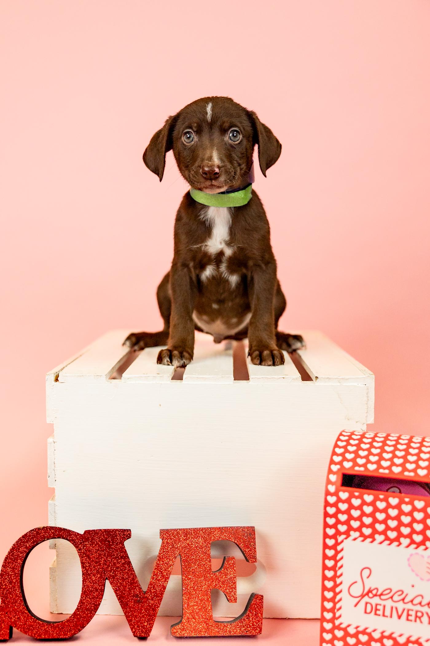 Enlarge 87-26, a ADOPTABLE mixed breed in Brighton, CO image 1/1