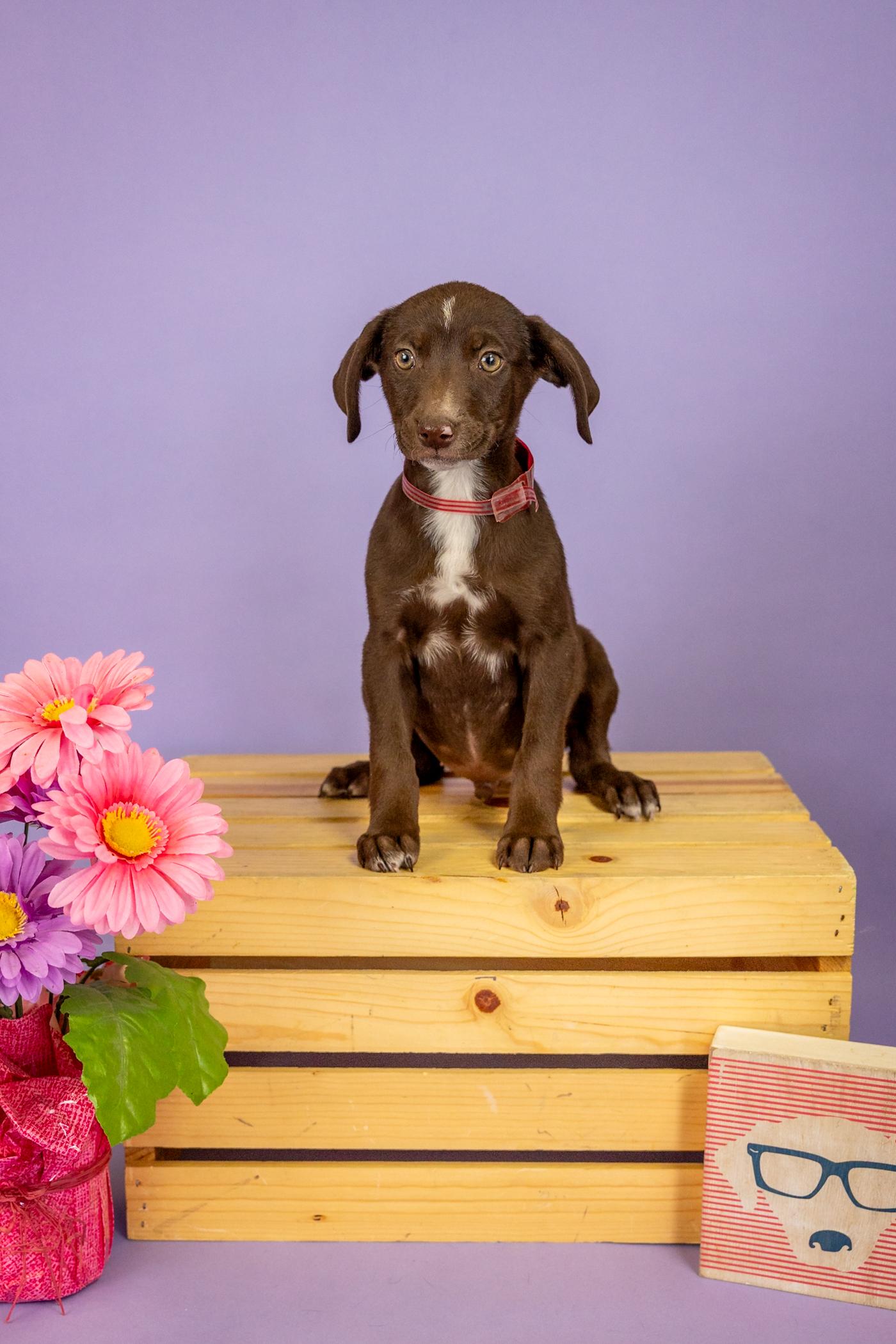 Enlarge 87-26, an adopted mixed breed in Brighton, CO image 1/1