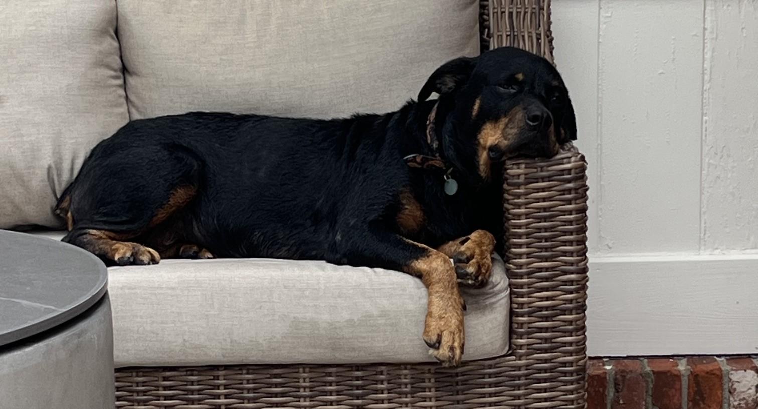 Doris, a ADOPTABLE Rottweiler in Jesup, GA image 4/6