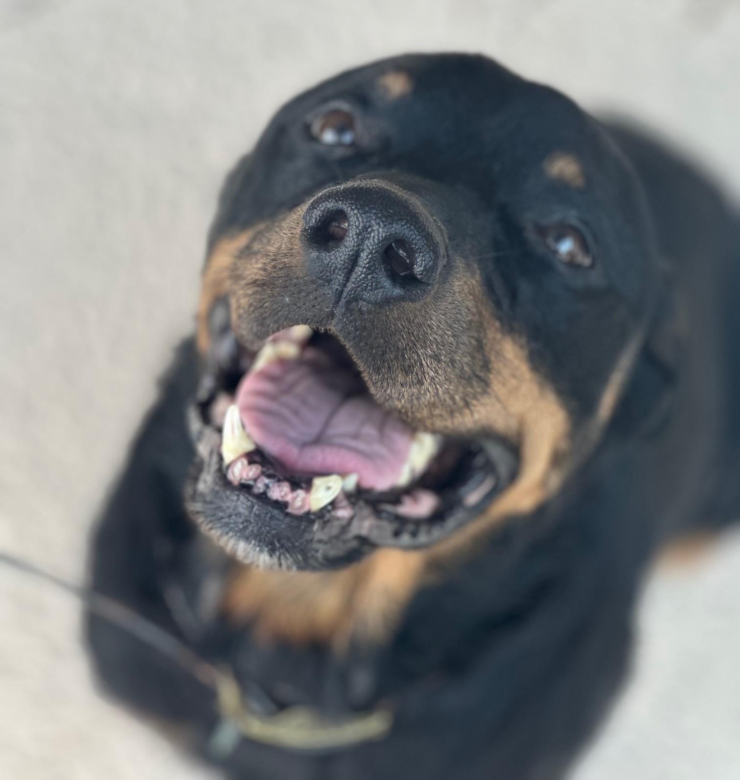 Doris, a ADOPTABLE Rottweiler in Jesup, GA image 3/6