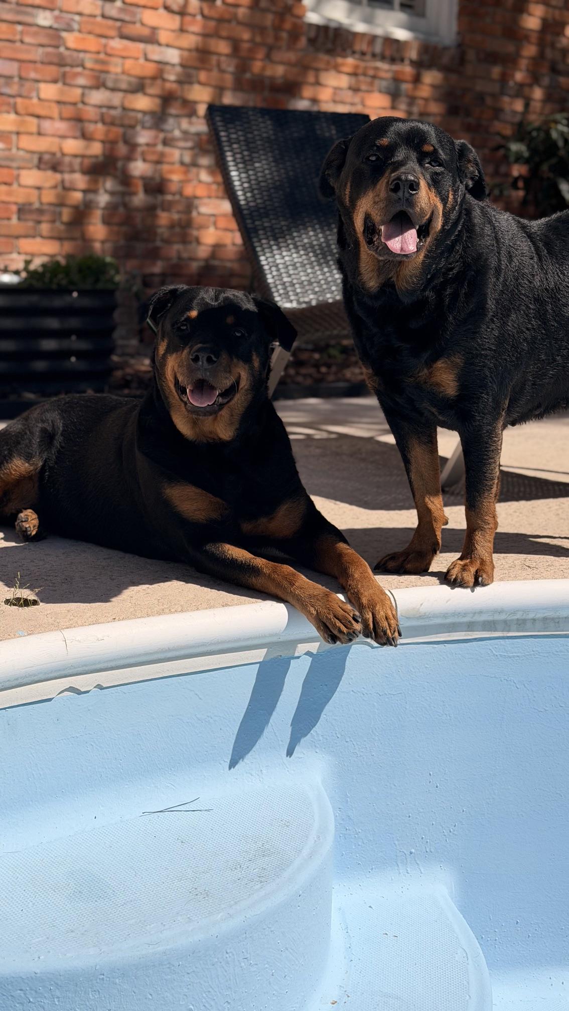 Doris, a ADOPTABLE Rottweiler in Jesup, GA image 6/6