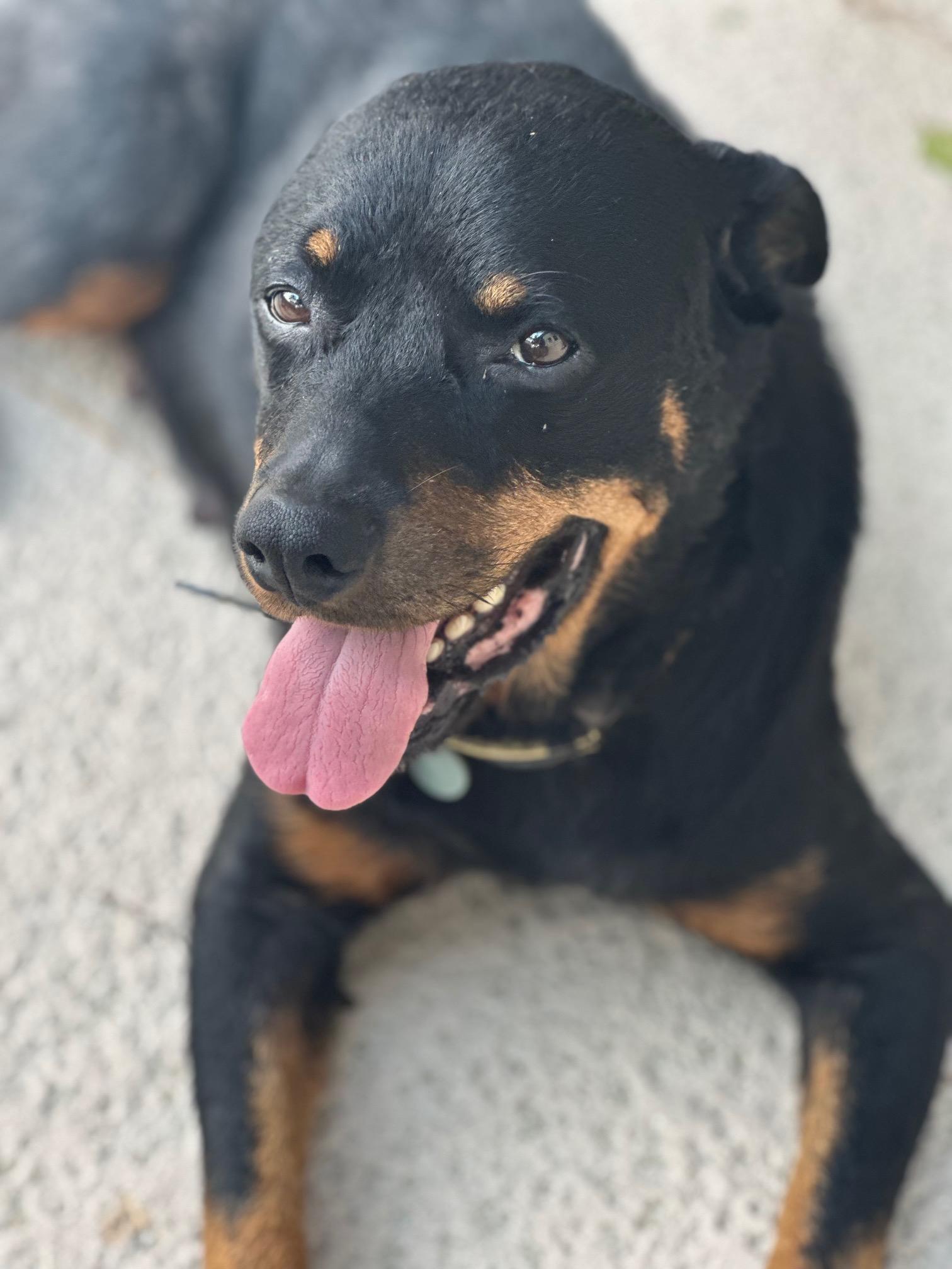 Doris, a ADOPTABLE Rottweiler in Jesup, GA image 2/6