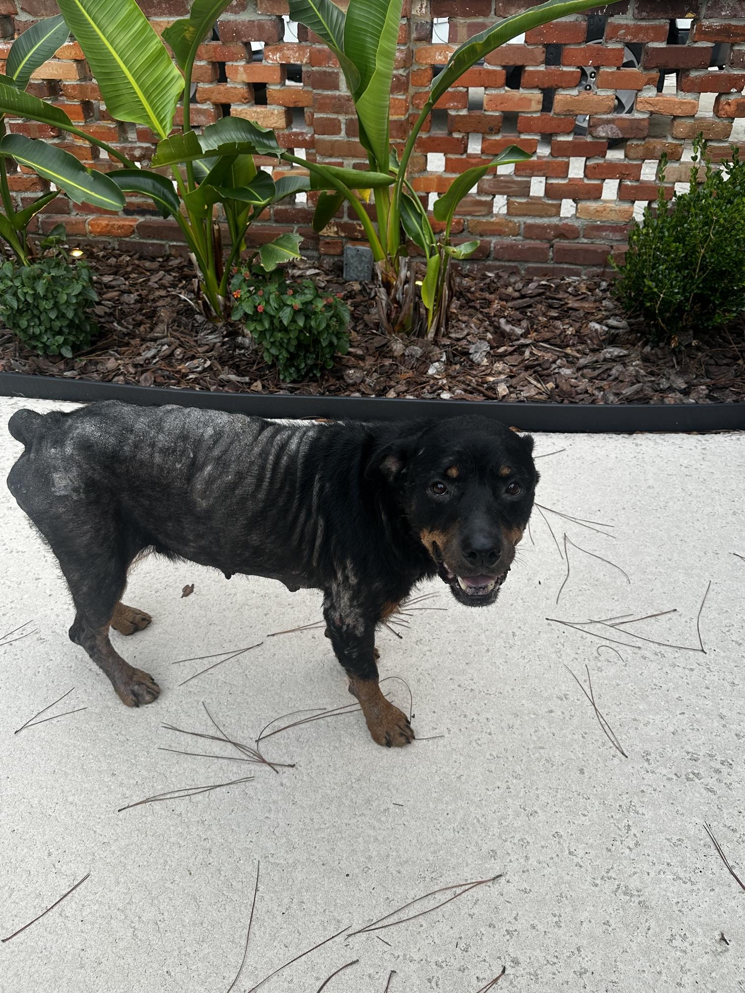 Doris, a ADOPTABLE Rottweiler in Jesup, GA image 5/6