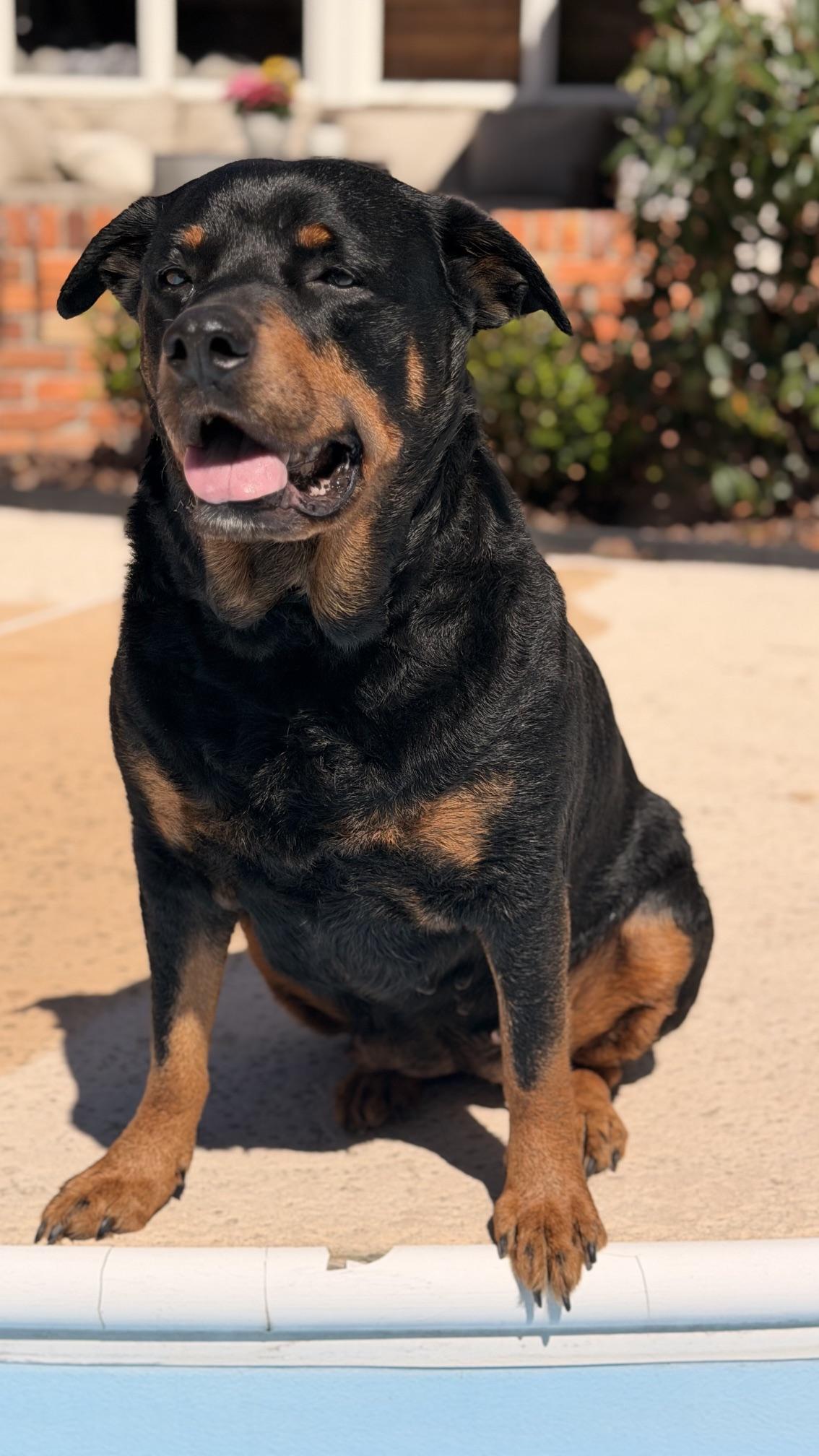 Doris, ADOPTABLE, Adult Female Rottweiler.