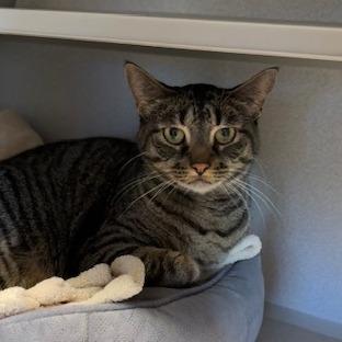 Enlarge Izzy, a Adoptable Domestic Short Hair in Washougal, WA image 1/5