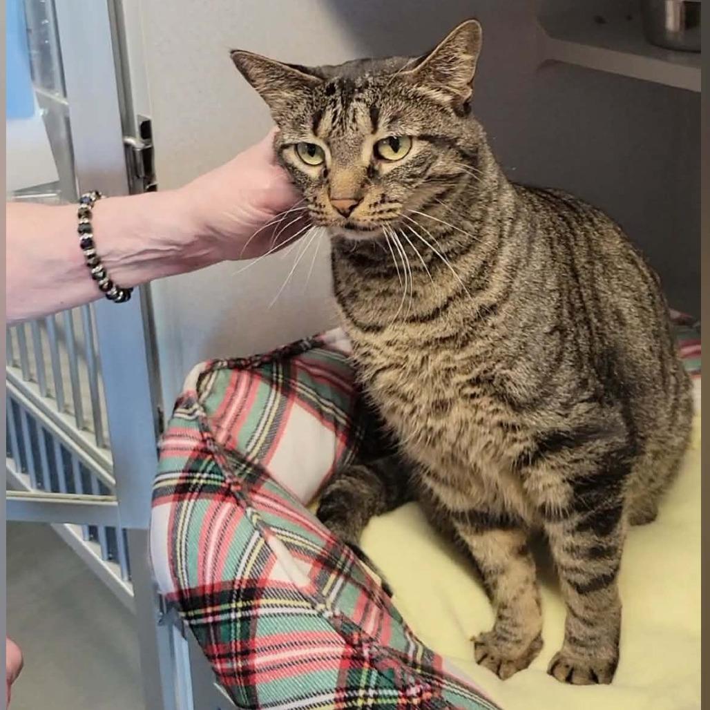 Enlarge Izzy, a Adoptable Domestic Short Hair in Washougal, WA image 2/5