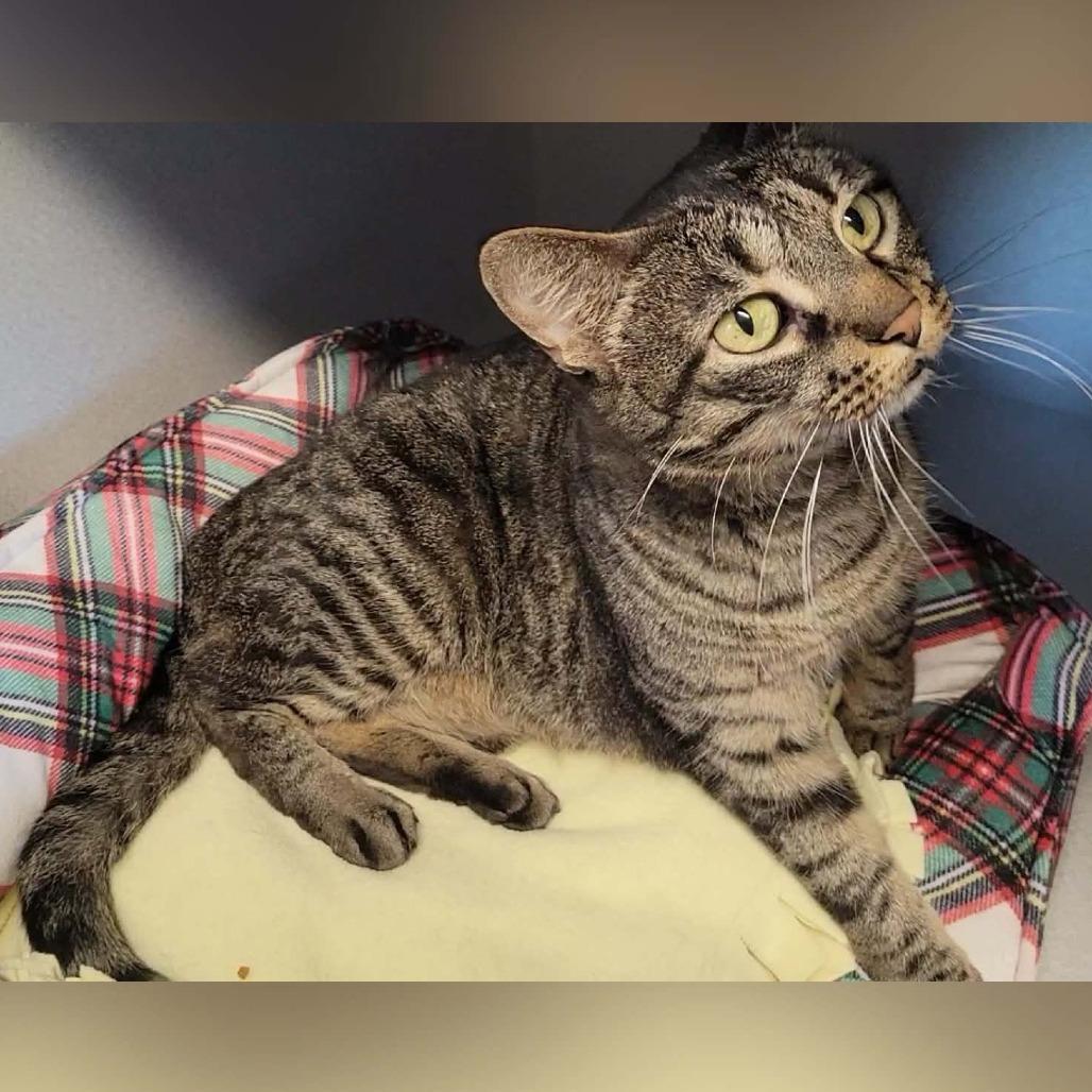 Enlarge Izzy, a Adoptable Domestic Short Hair in Washougal, WA image 3/5