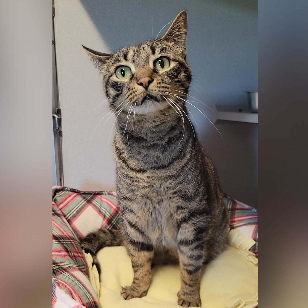 Enlarge Izzy, a Adoptable Domestic Short Hair in Washougal, WA image 4/5