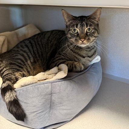 Enlarge Izzy, a Adoptable Domestic Short Hair in Washougal, WA image 5/5