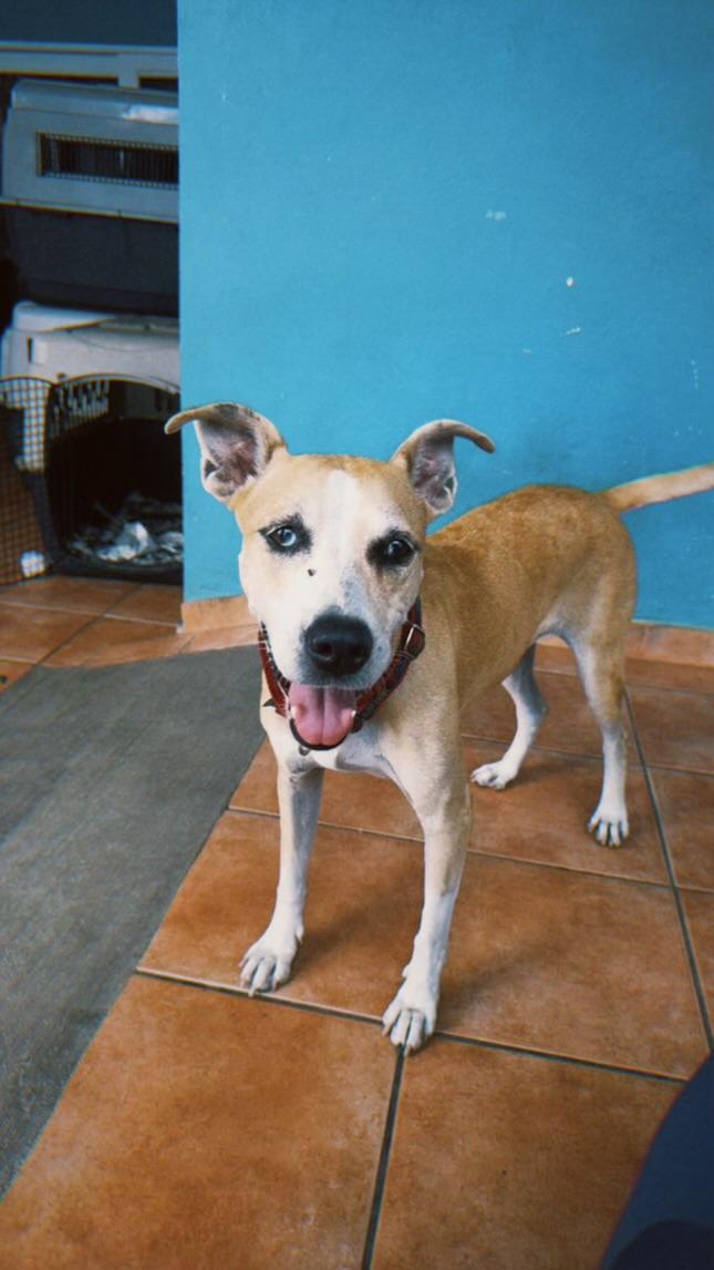 Enlarge Perla, a Adoptable mixed breed in Loiza, PR image 1/4
