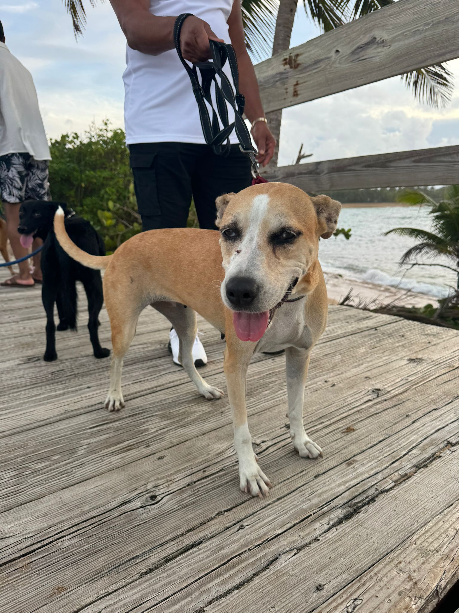 Enlarge Perla, a Adoptable mixed breed in Loiza, PR image 2/4
