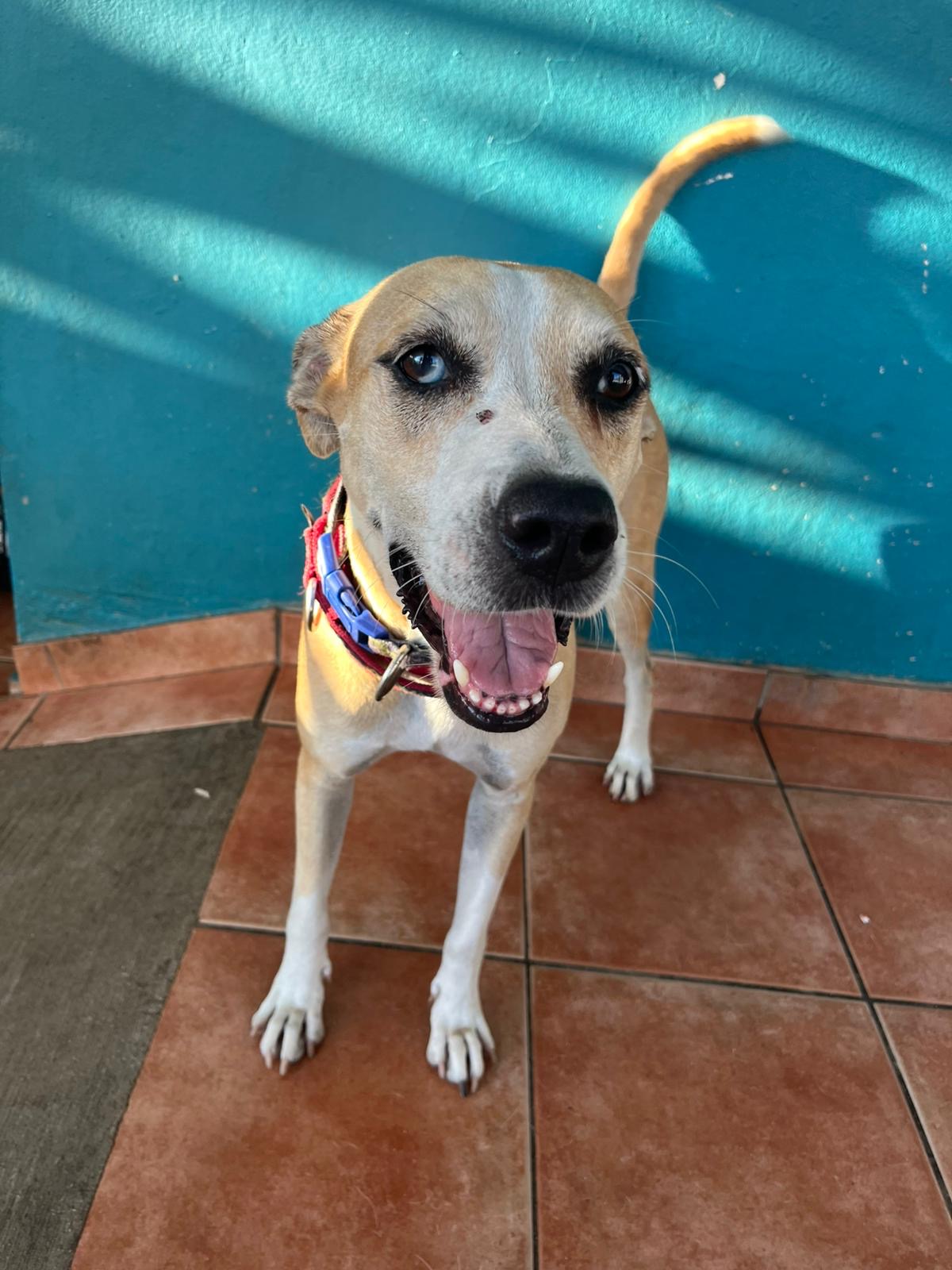 Enlarge Perla, a Adoptable mixed breed in Loiza, PR image 3/4