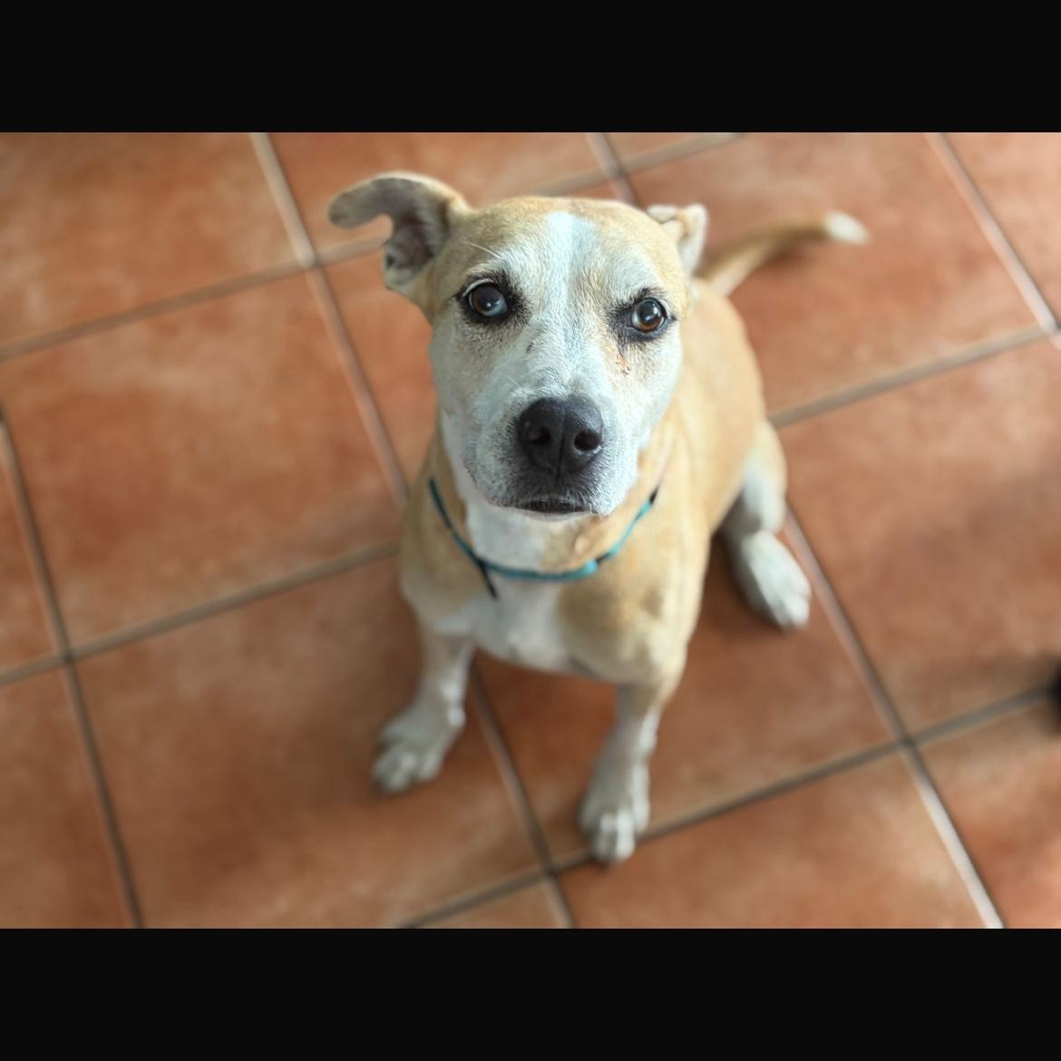 Perla, a Adoptable mixed breed in Loiza, PR image 2/4