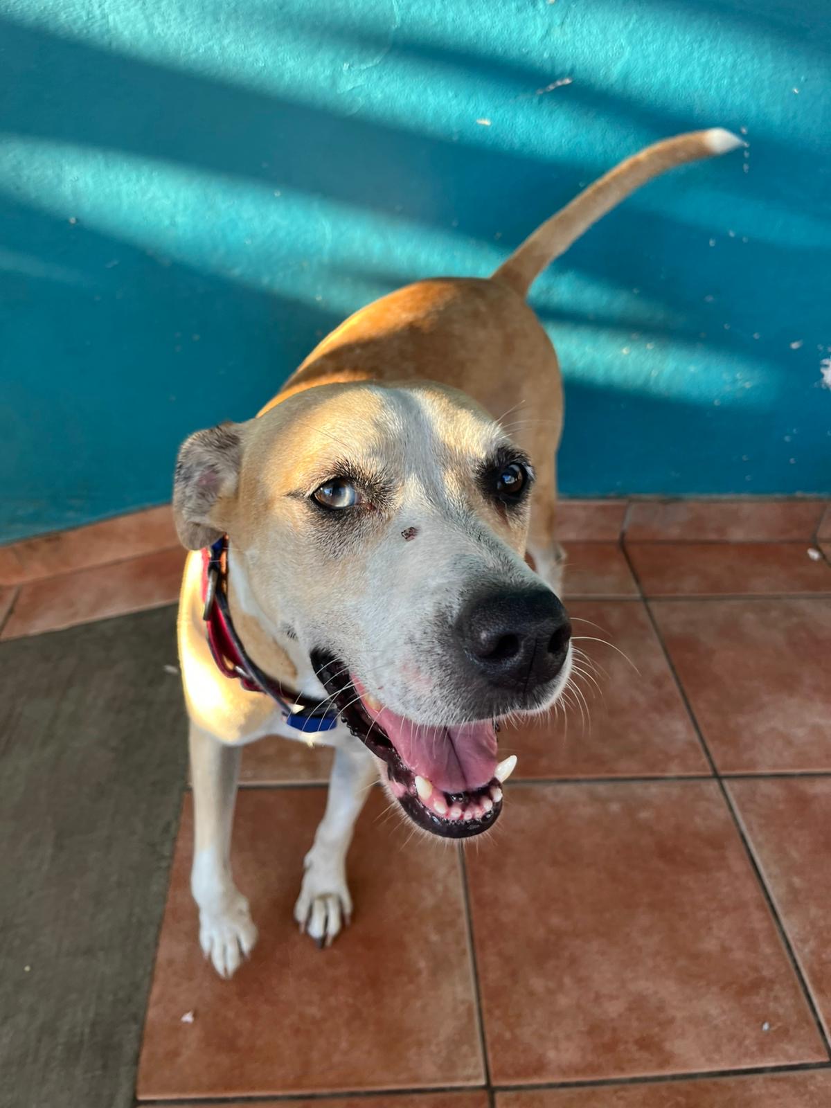 Enlarge Perla, a Adoptable mixed breed in Loiza, PR image 4/4