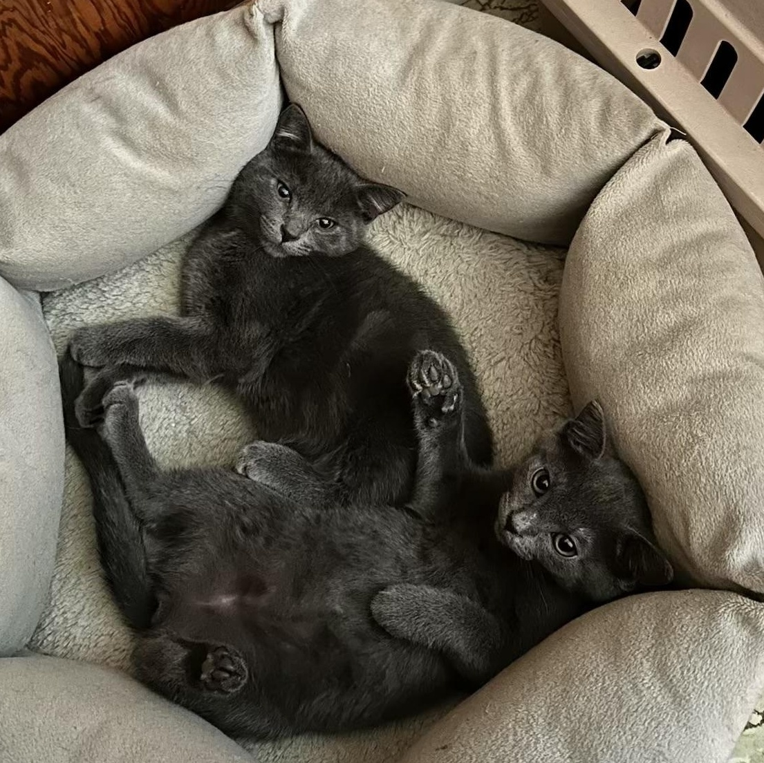 Dove and Boo, Baby Female Domestic Short Hair