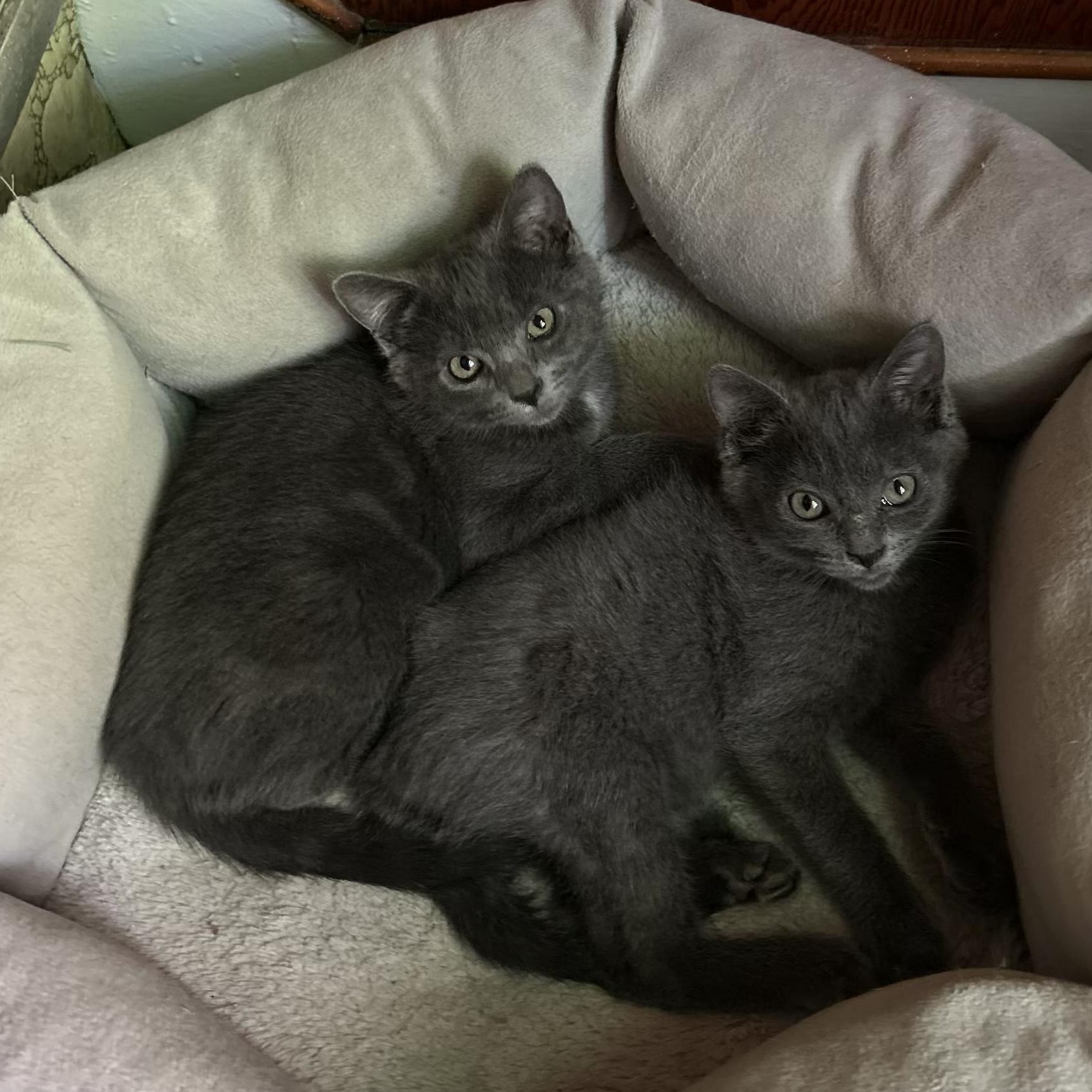 Dove and Boo photo 2