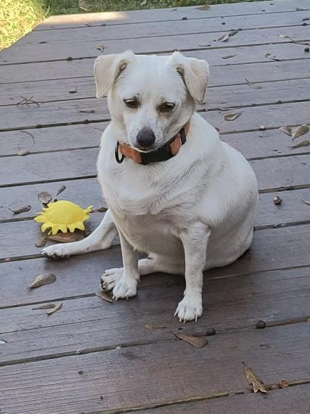 Lucy, a Adoptable mixed breed in Baker, LA image 1/6