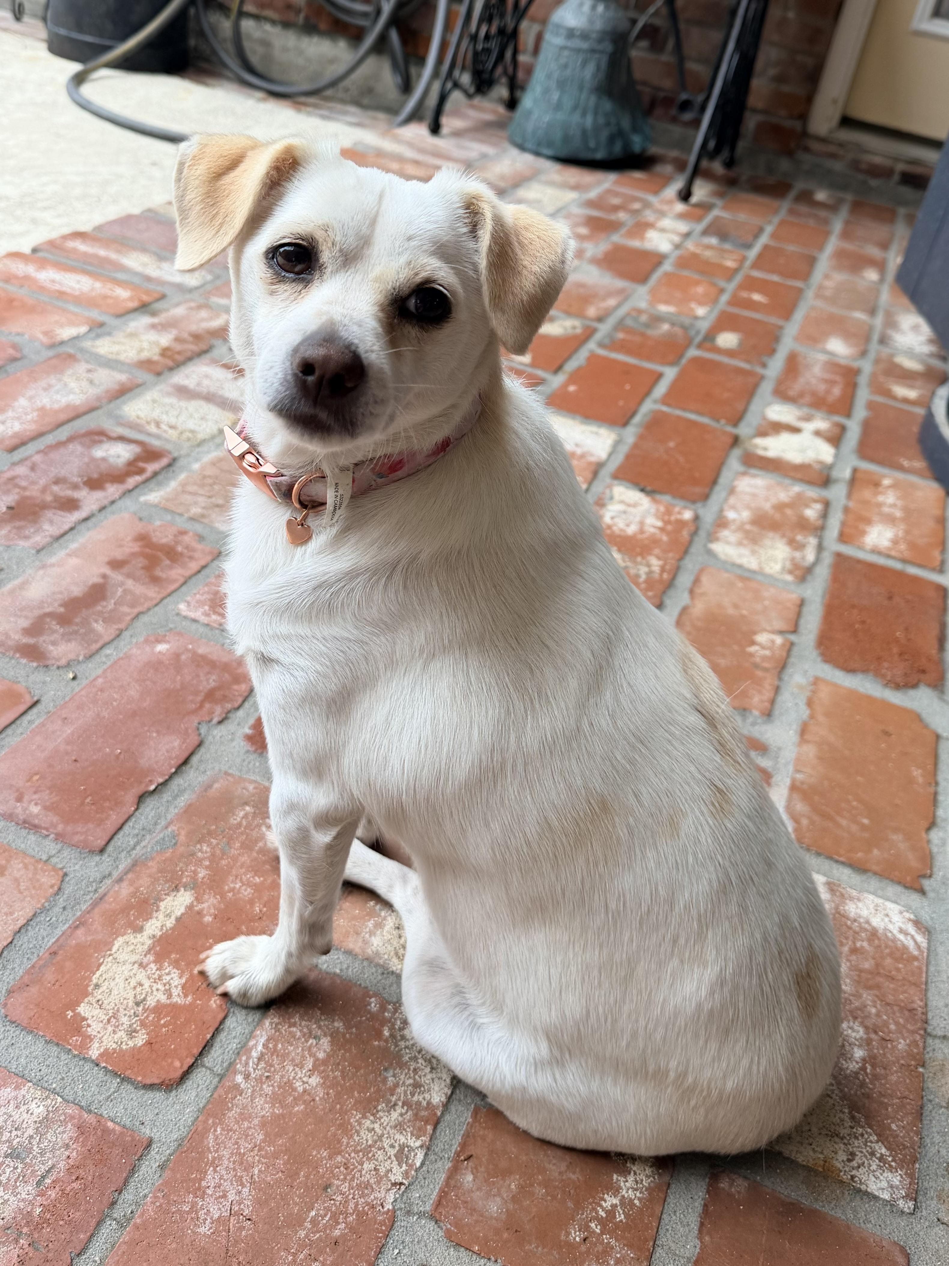 Enlarge Lucy, a Adoptable mixed breed in Baker, LA image 1/5