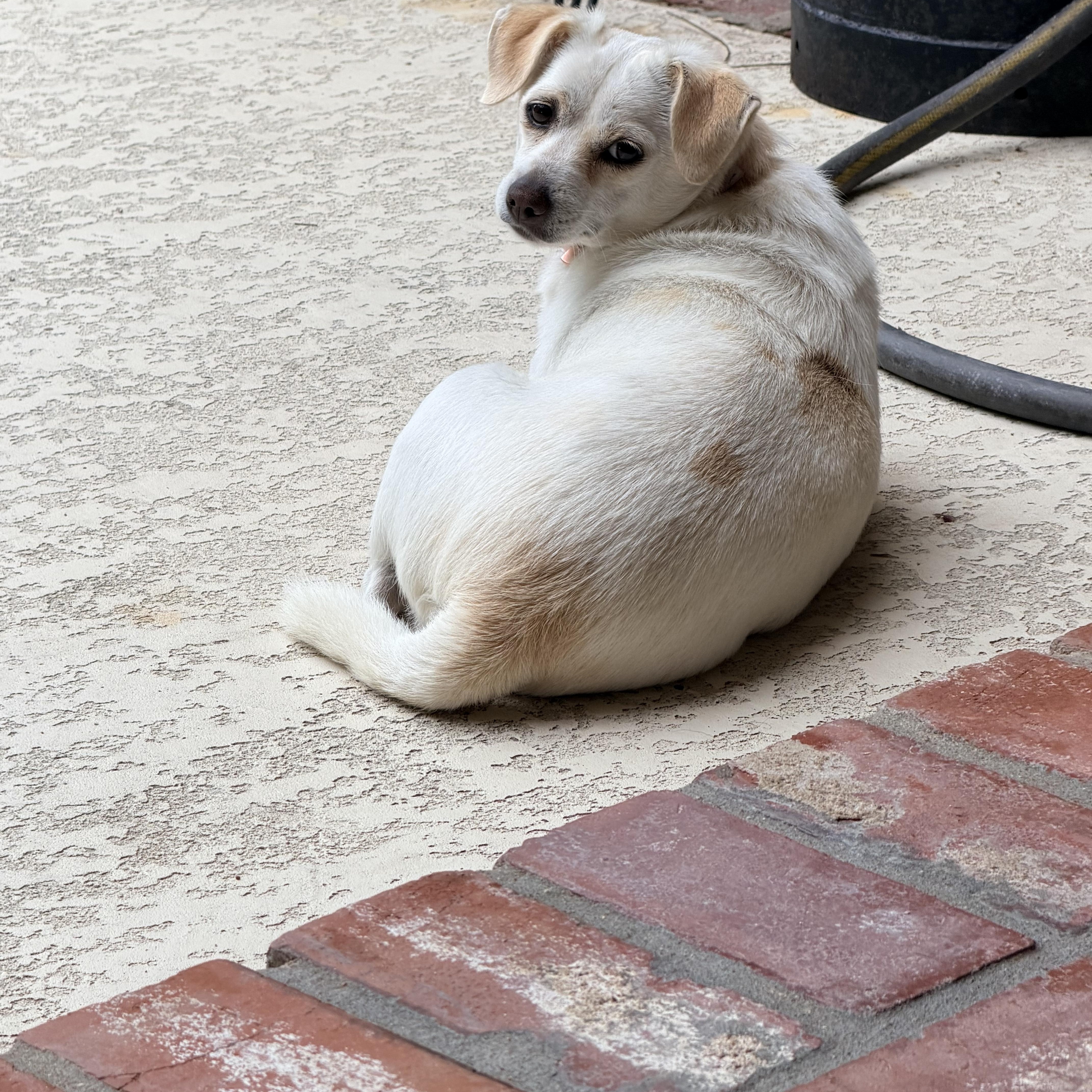 Enlarge Lucy, a Adoptable mixed breed in Baker, LA image 4/5