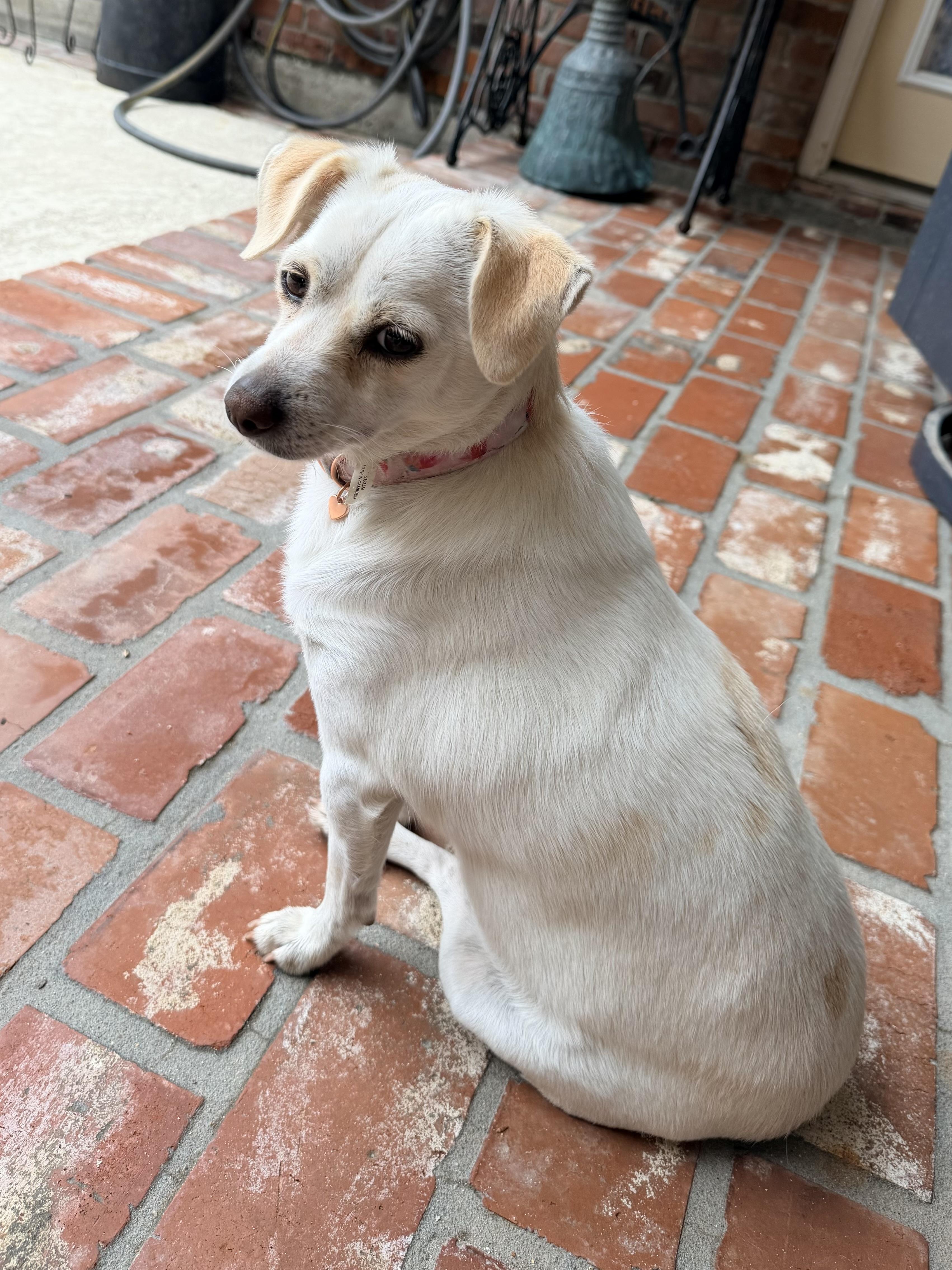 Enlarge Lucy, a Adoptable mixed breed in Baker, LA image 3/5