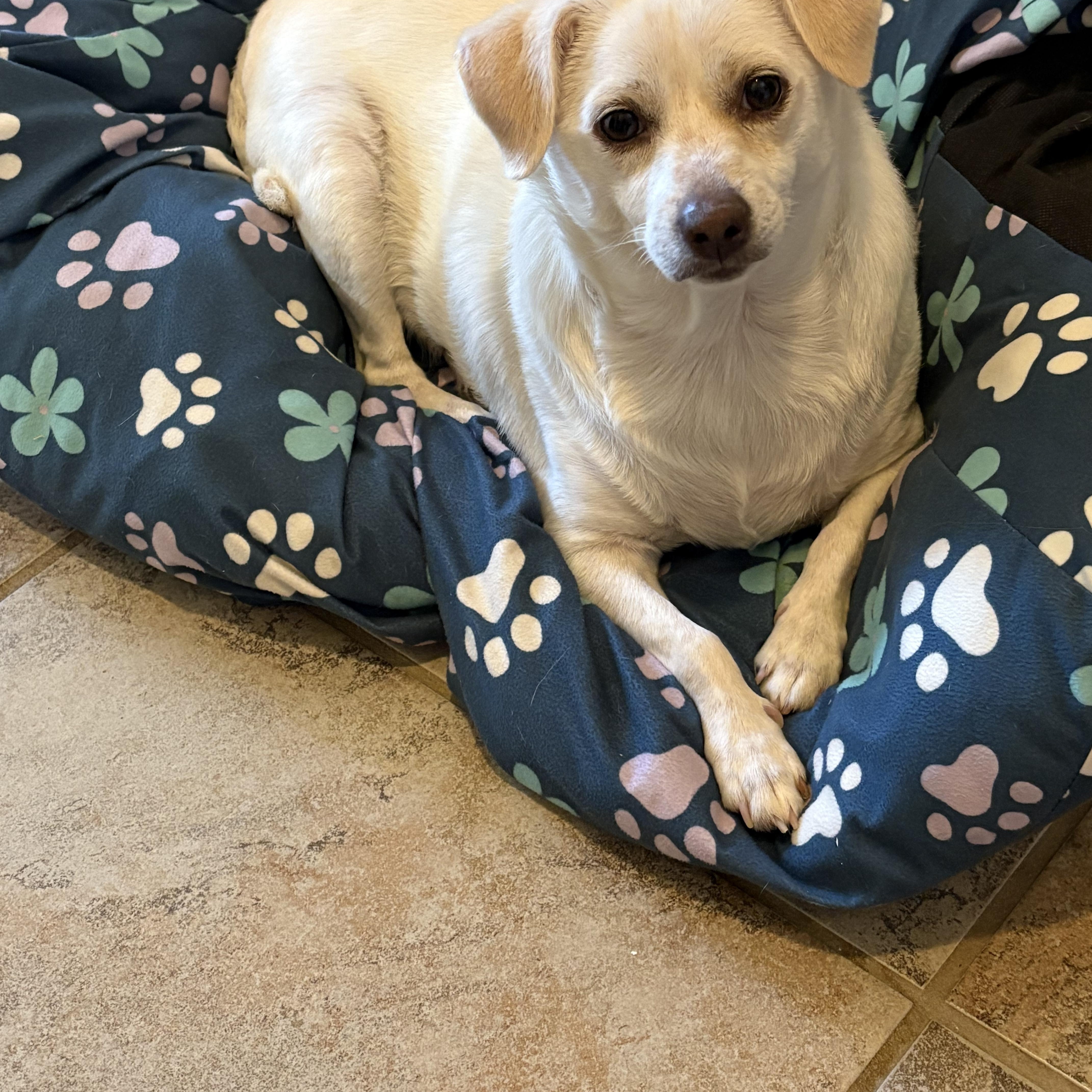 Lucy, Adoptable, Adult Female Chihuahua.