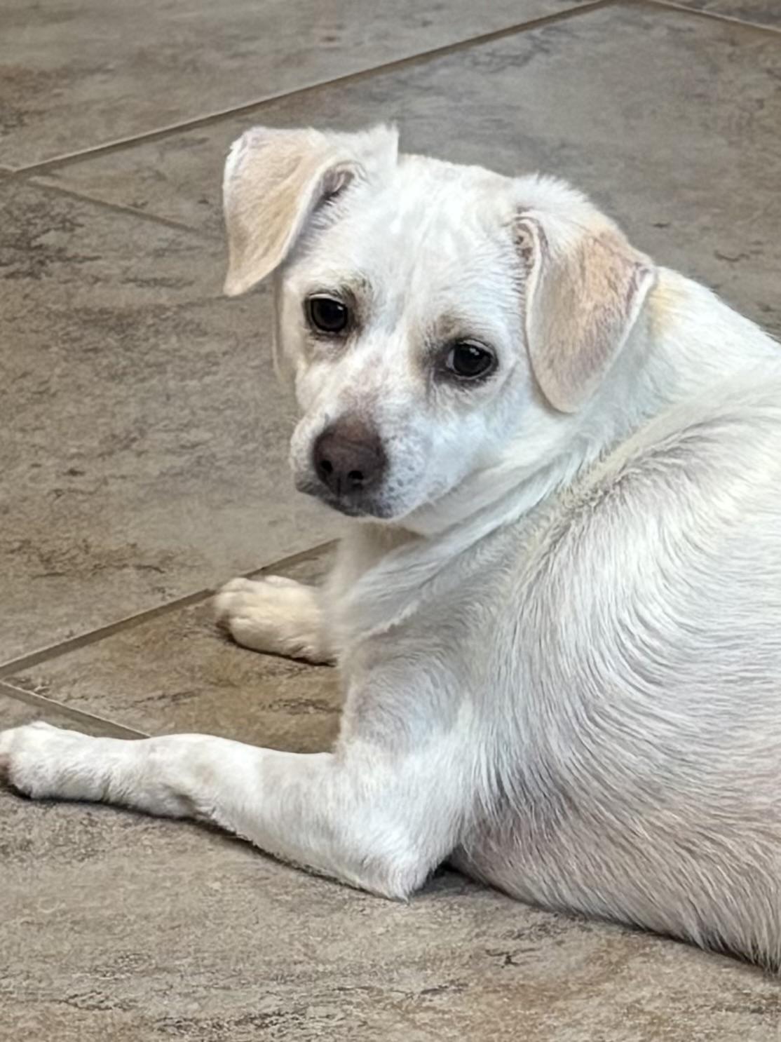 Lucy, a Adoptable mixed breed in Baker, LA image 3/6