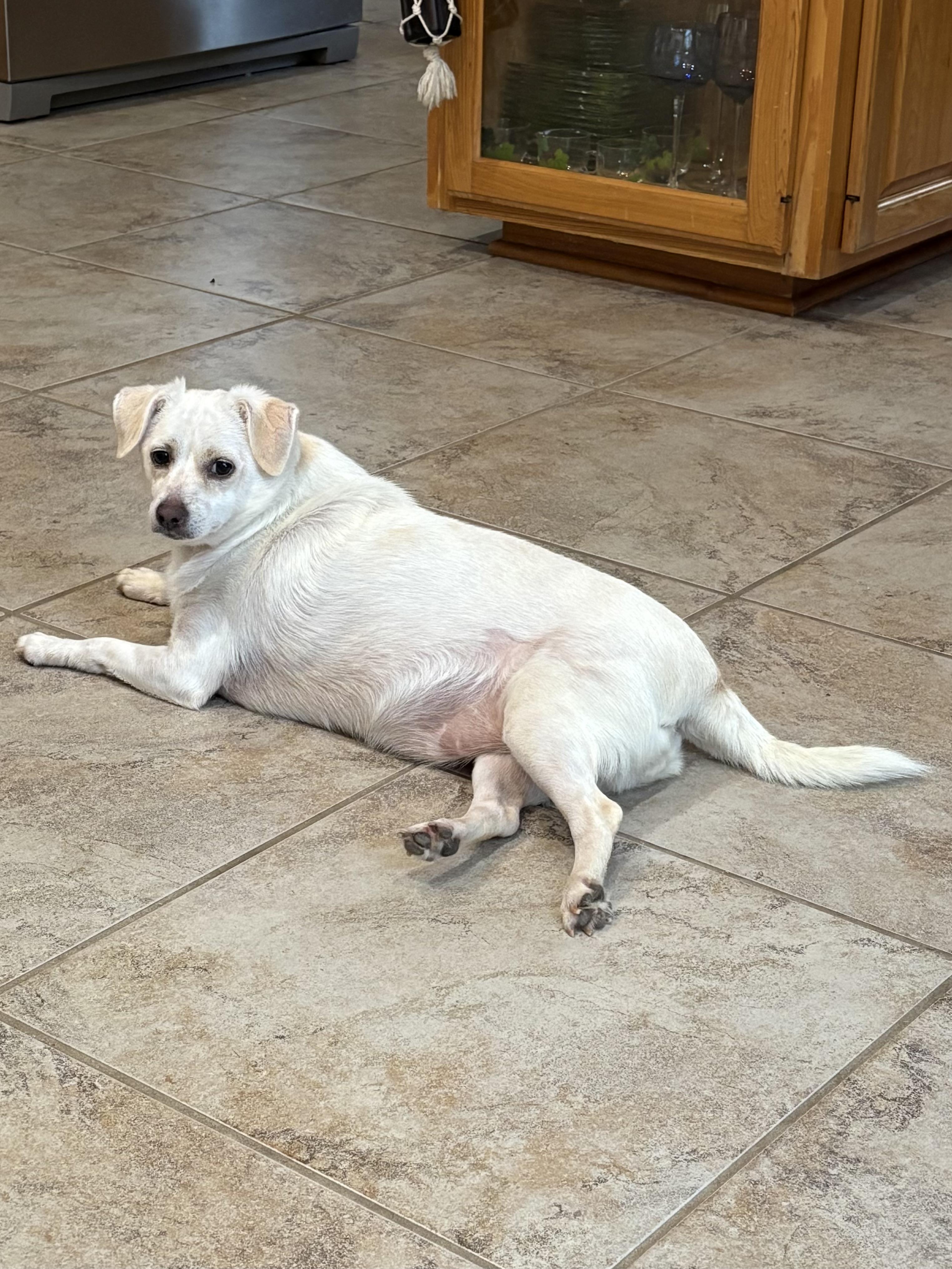 Lucy, a Adoptable mixed breed in Baker, LA image 4/6