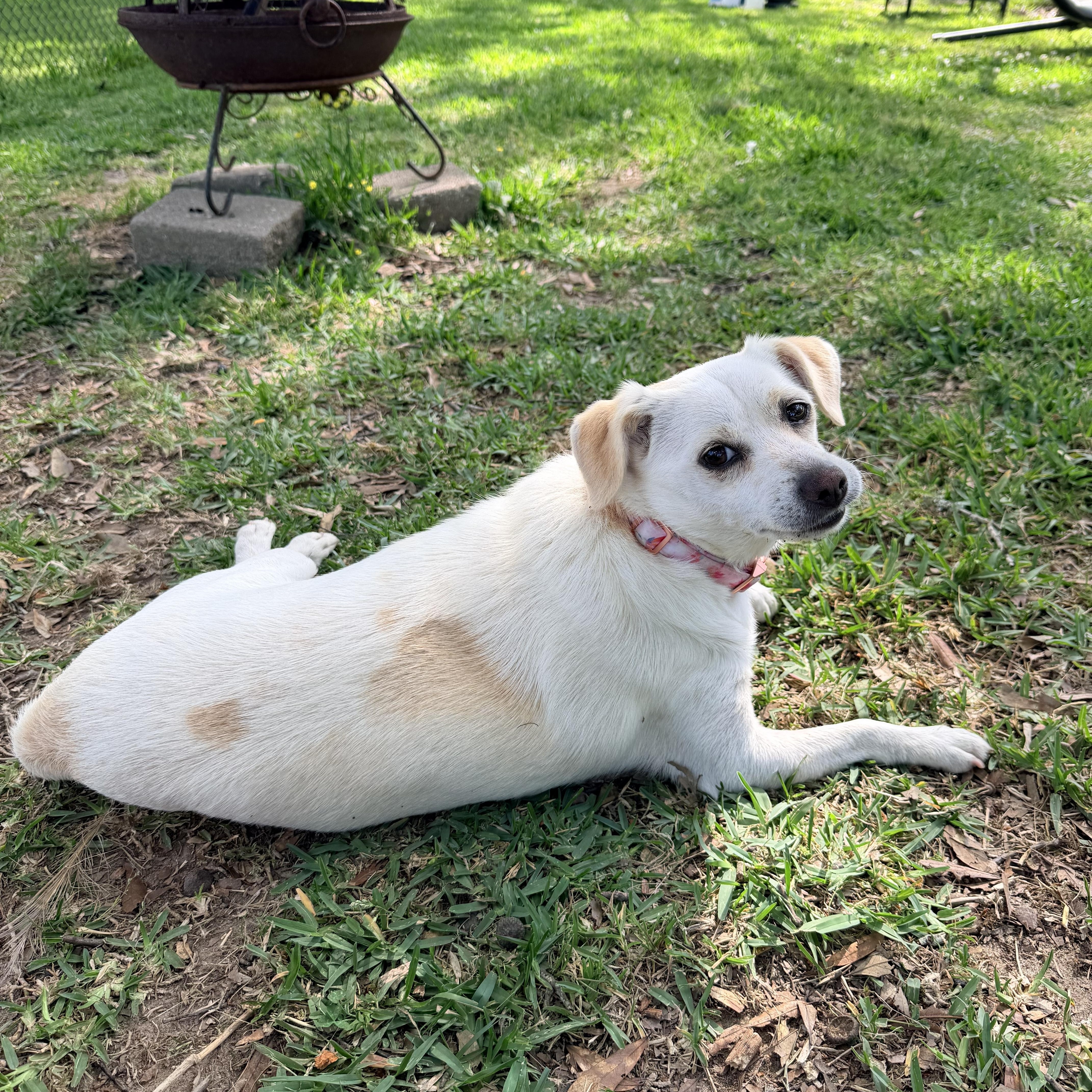 Enlarge Lucy, a Adoptable mixed breed in Baker, LA image 5/5