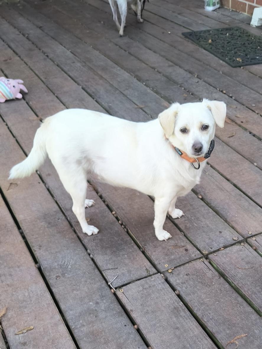 Lucy, a Adoptable mixed breed in Baker, LA image 5/6