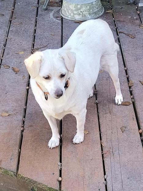 Lucy, a Adoptable mixed breed in Baker, LA image 6/6