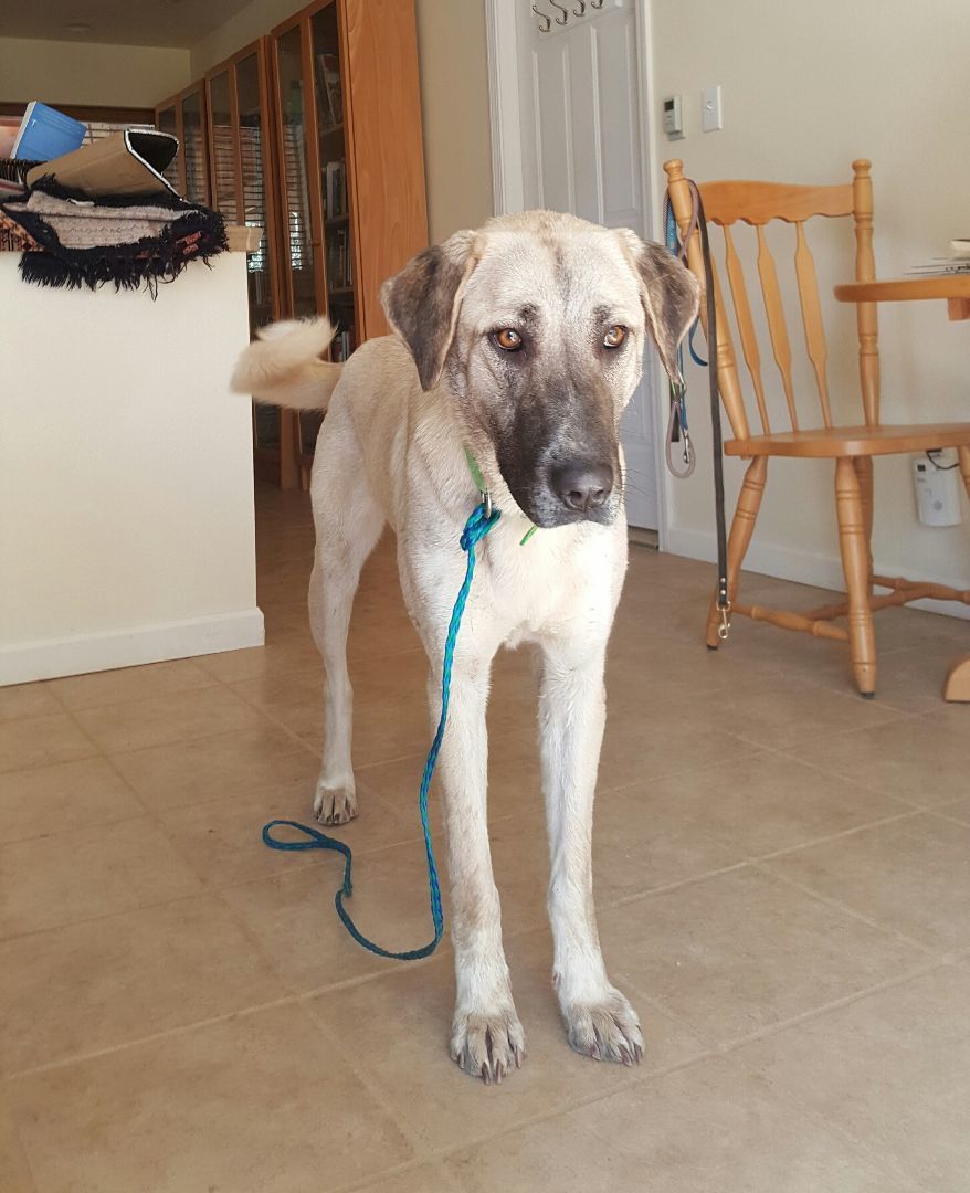 BELLA, Adoptable, Senior Female Anatolian Shepherd.